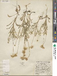 Tetraneuris linearifolia image