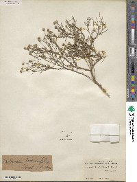 Tetraneuris linearifolia image