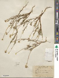 Tetraneuris linearifolia image