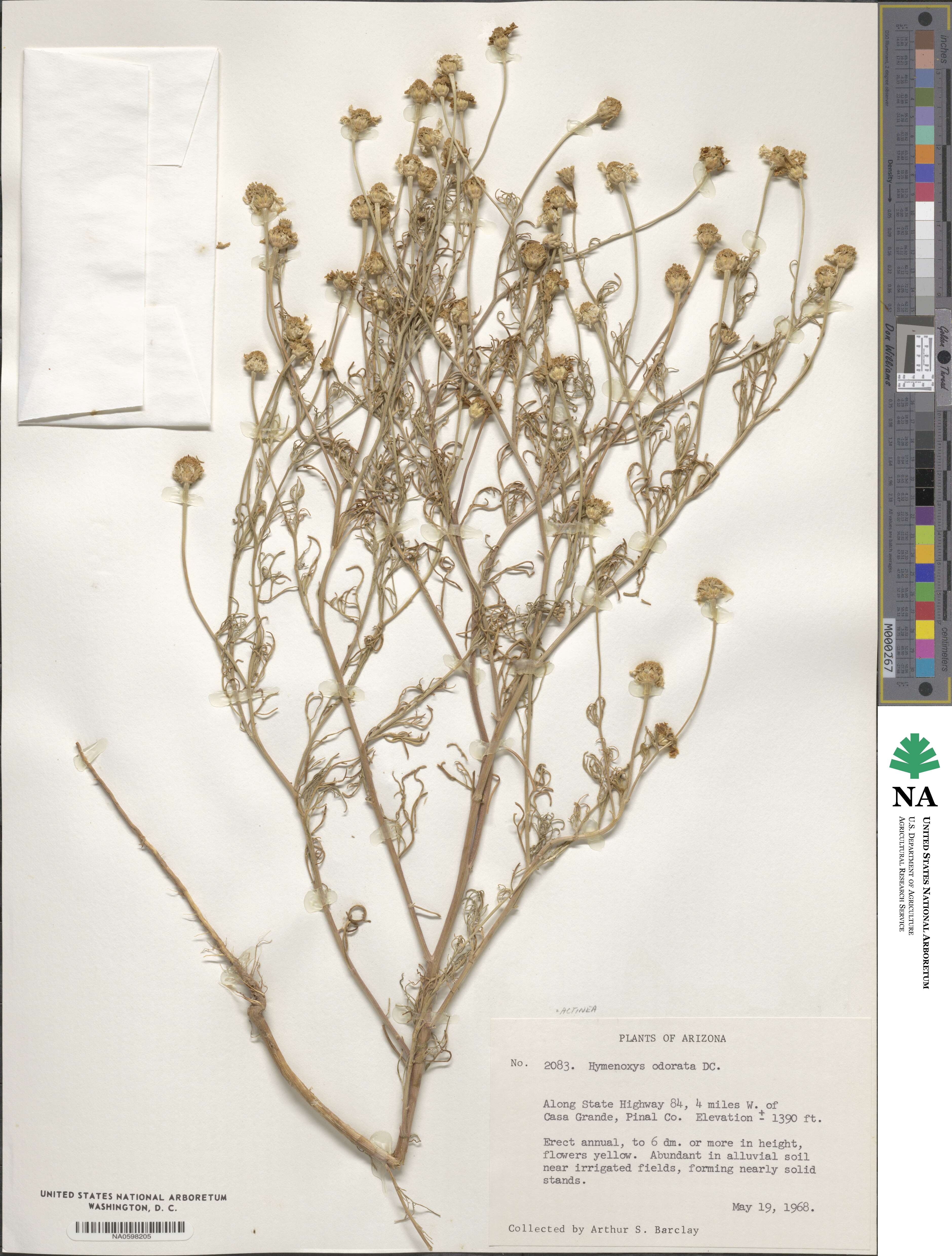 Hymenoxys odorata image