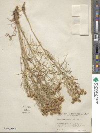 Hymenoxys richardsonii image