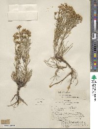 Hymenoxys richardsonii var. floribunda image