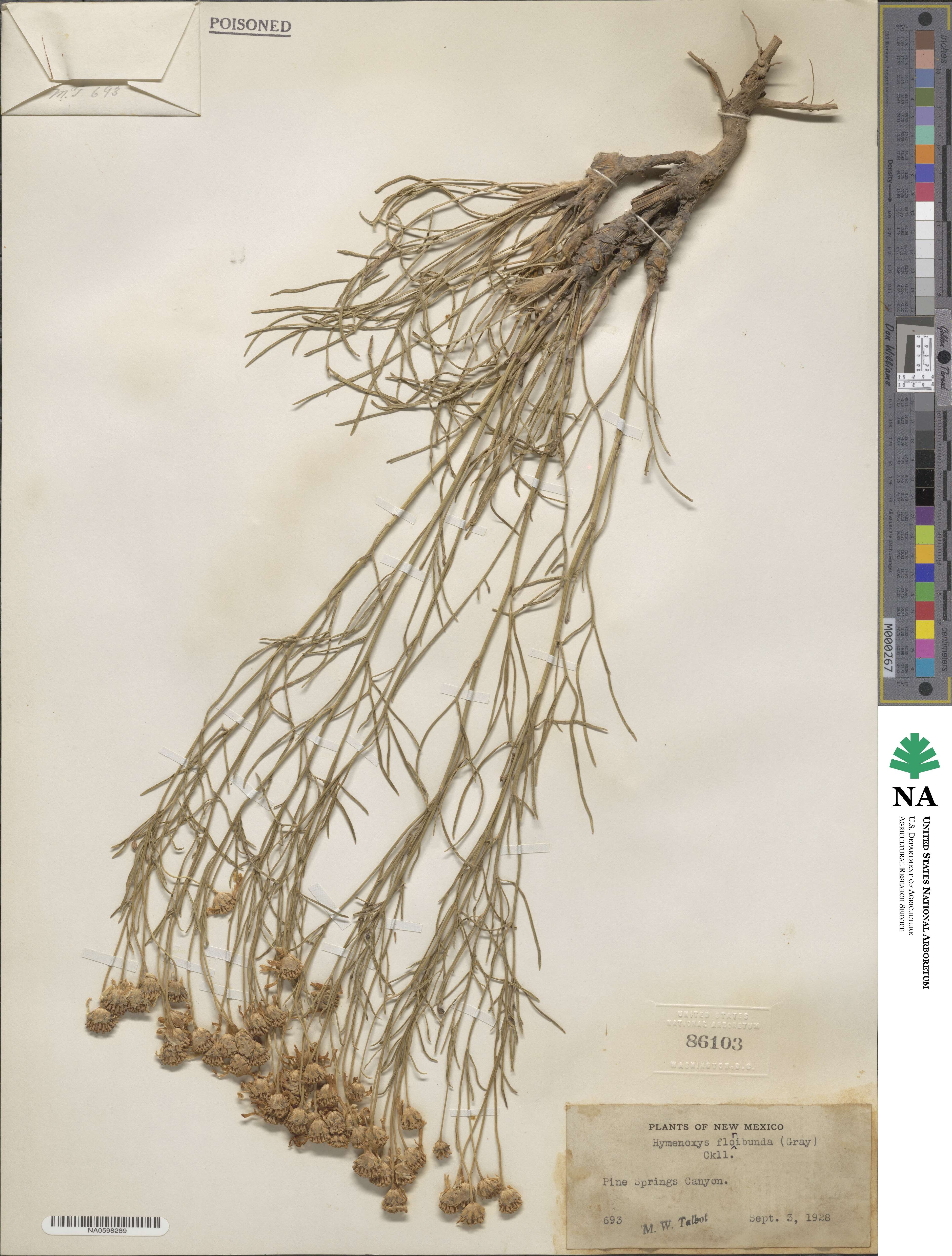 Hymenoxys richardsonii var. floribunda image