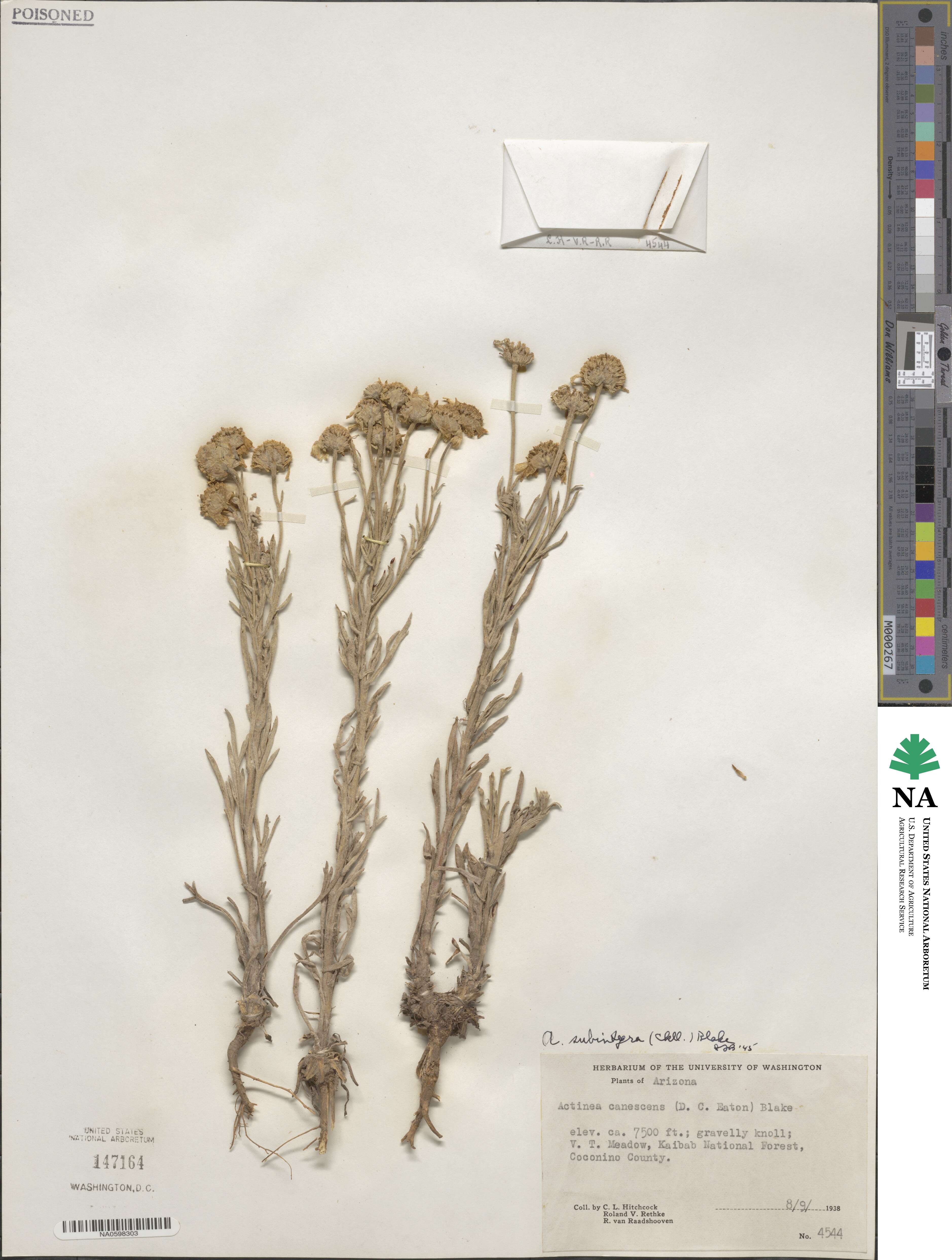 Hymenoxys subintegra image