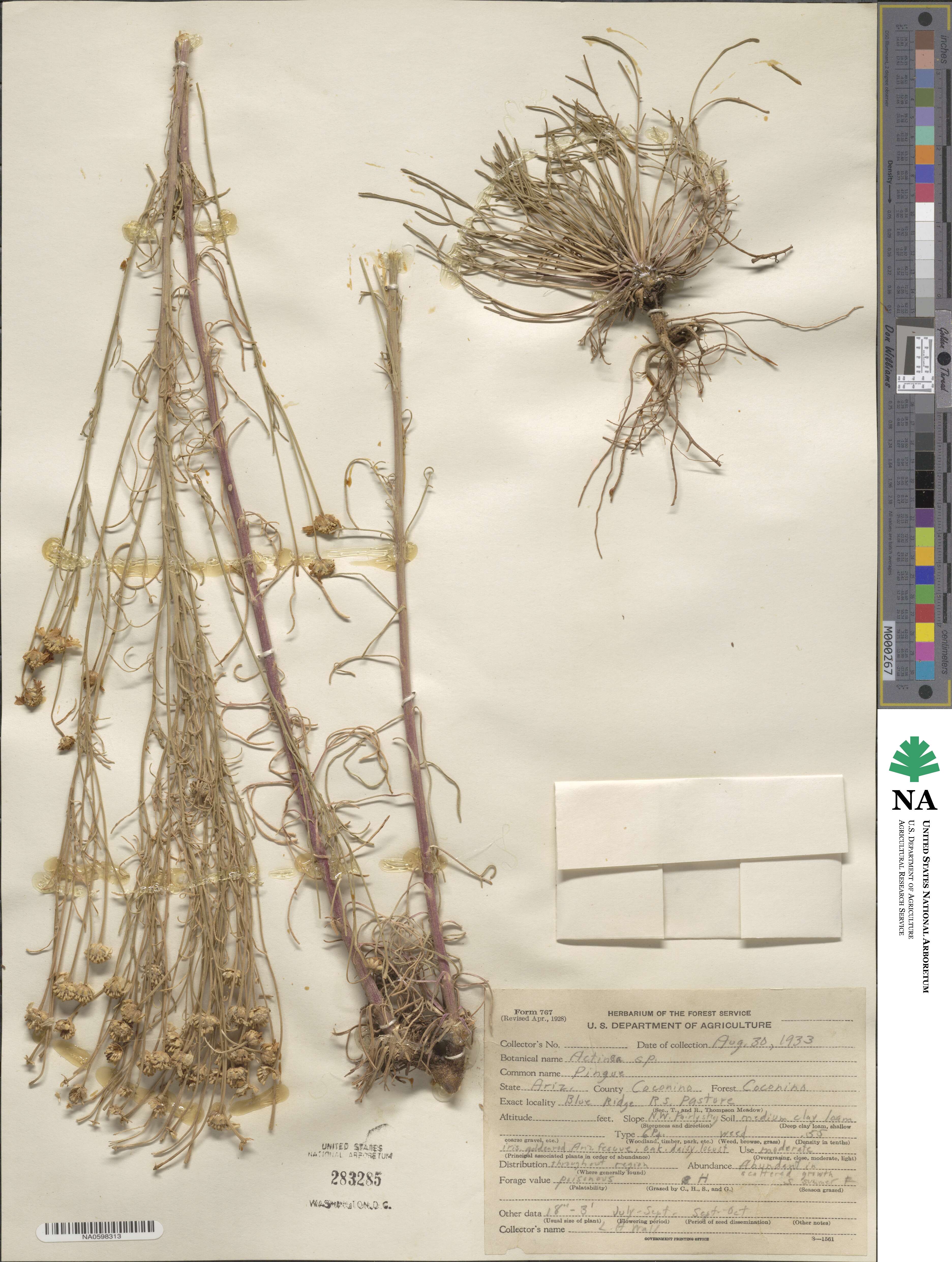 Actinea image
