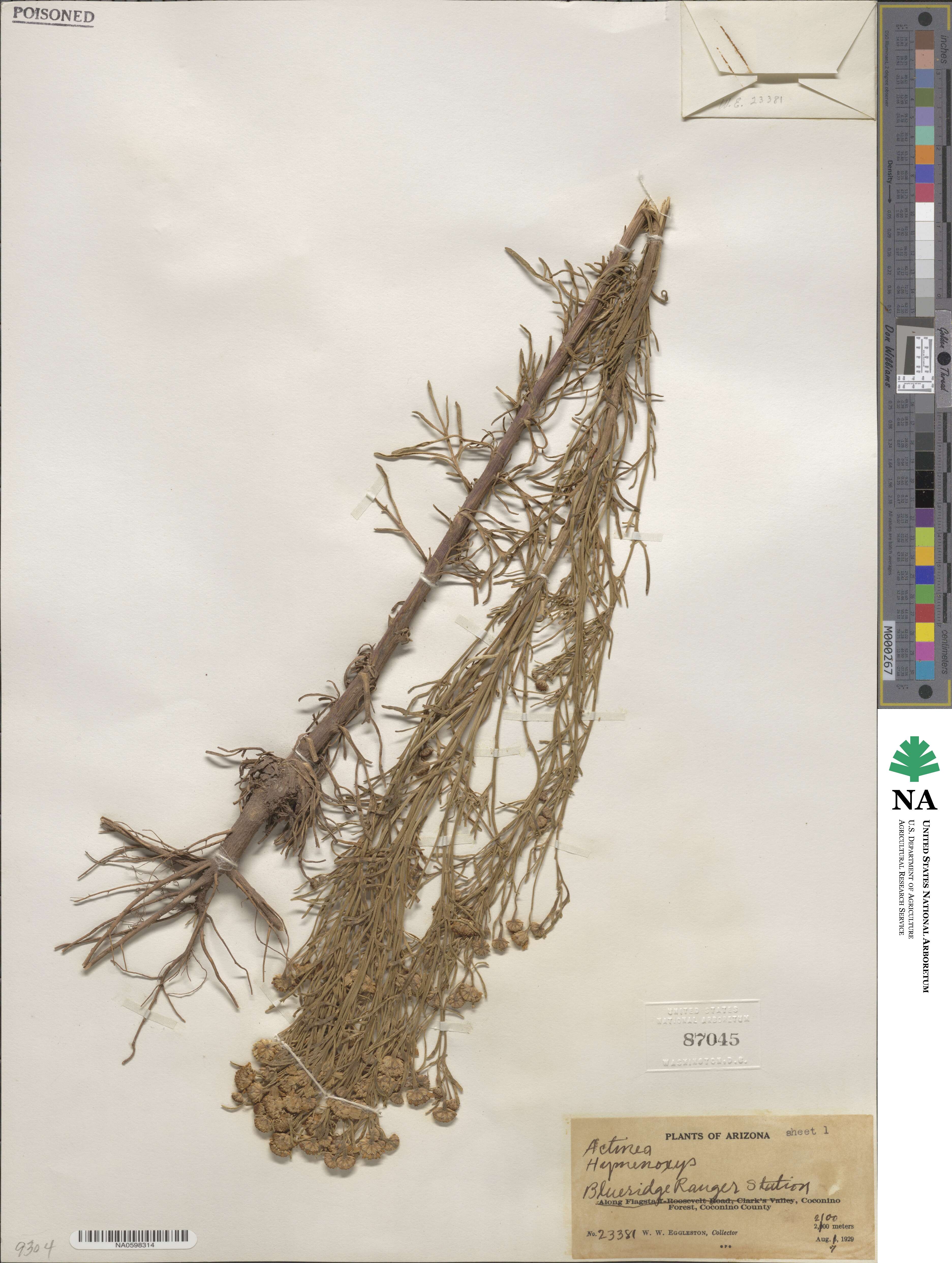 Actinea image