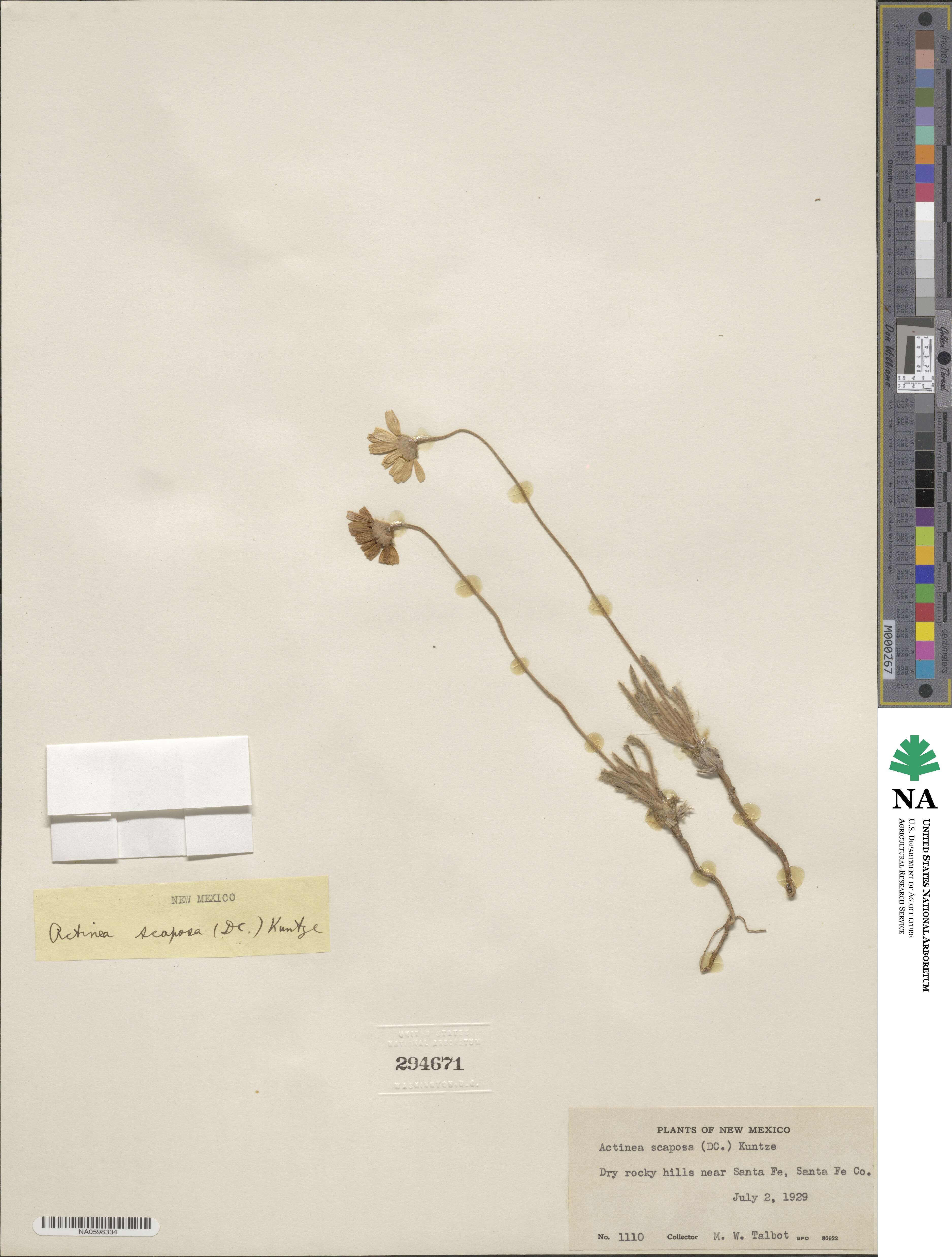 Tetraneuris scaposa image