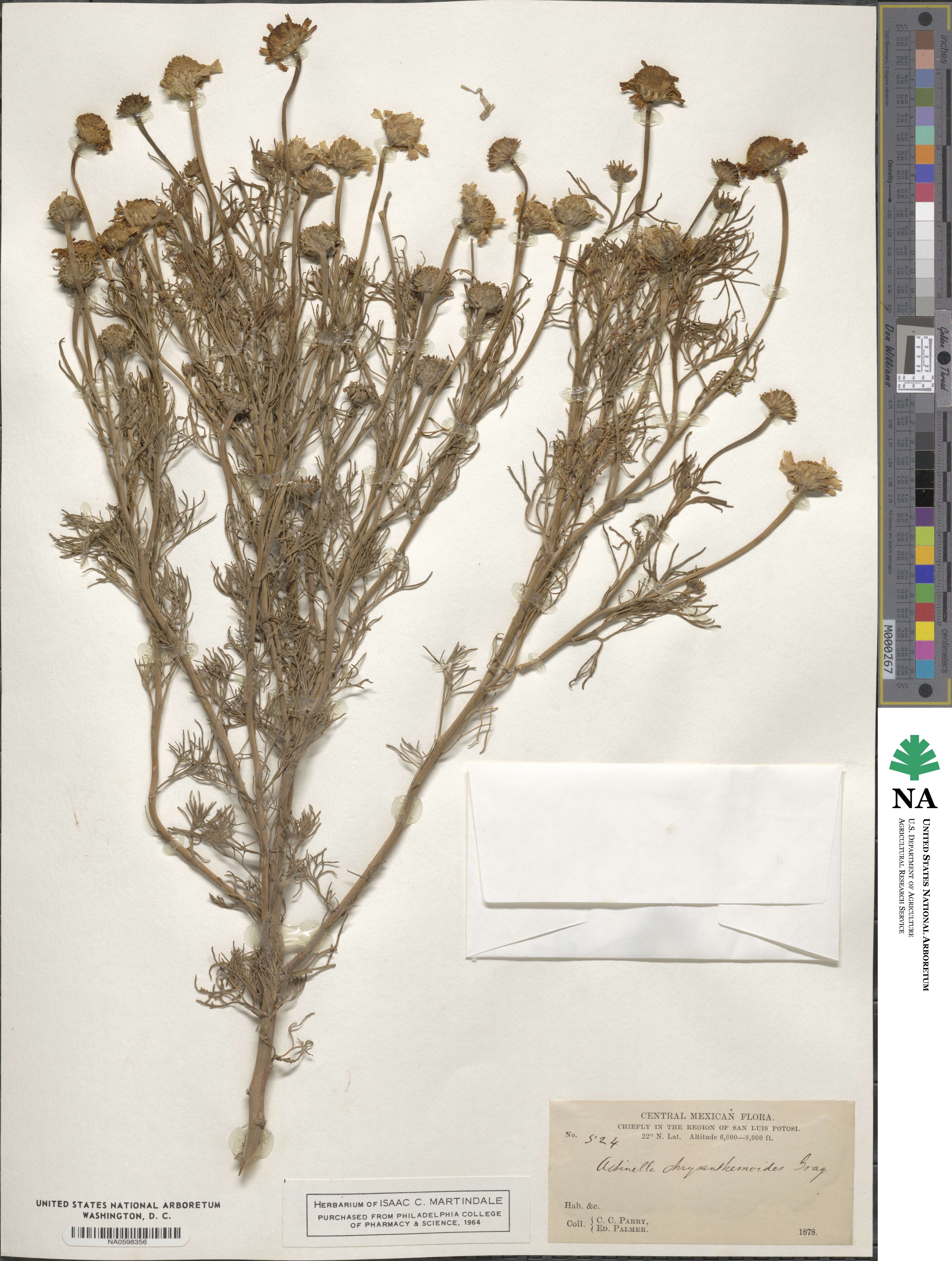 Hymenoxys insignis image