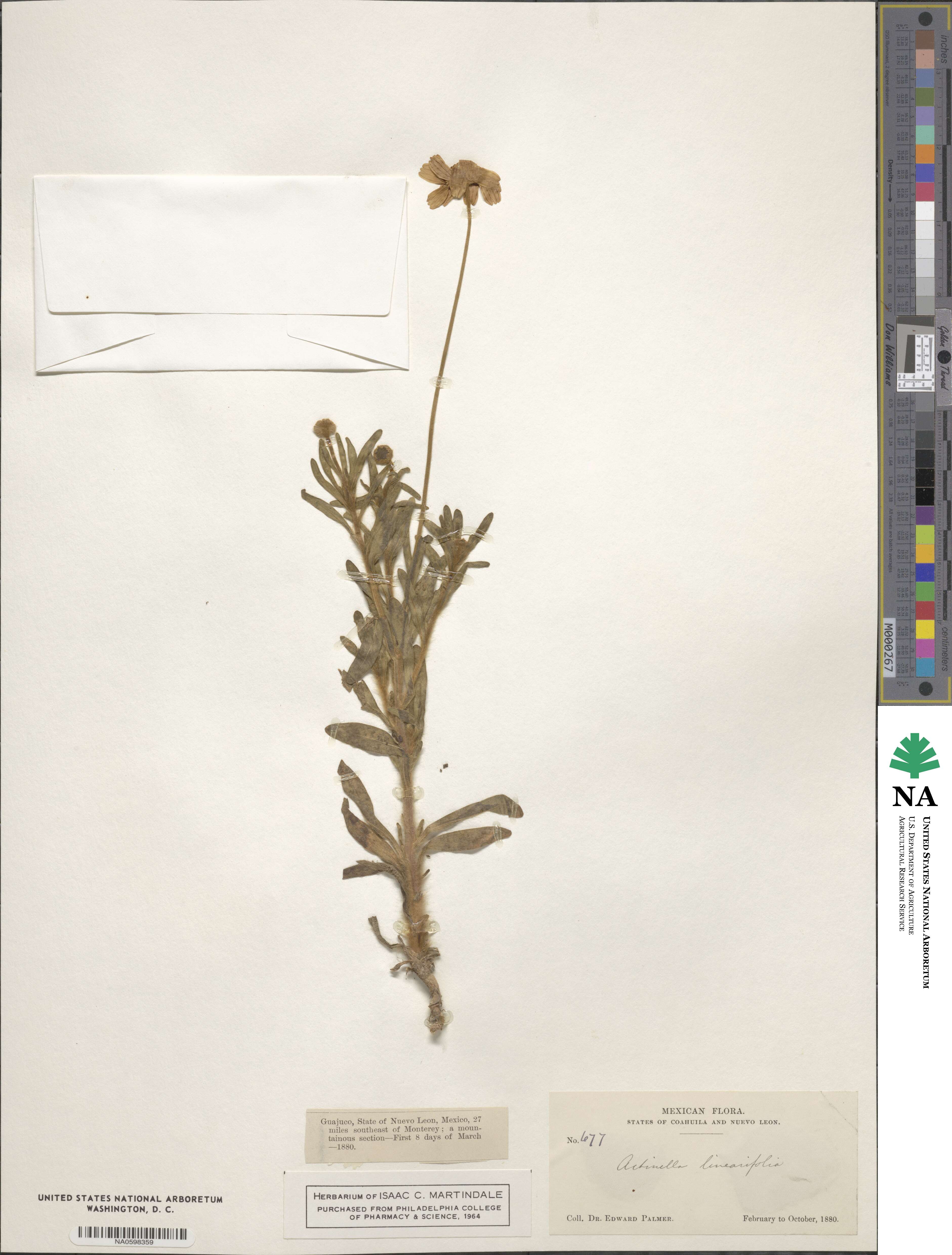 Tetraneuris linearifolia image