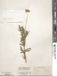 Tetraneuris linearifolia image