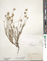 Tetraneuris linearifolia image