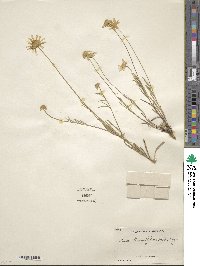 Tetraneuris linearifolia image