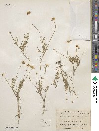 Tetraneuris linearifolia image