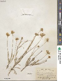 Tetraneuris linearifolia image