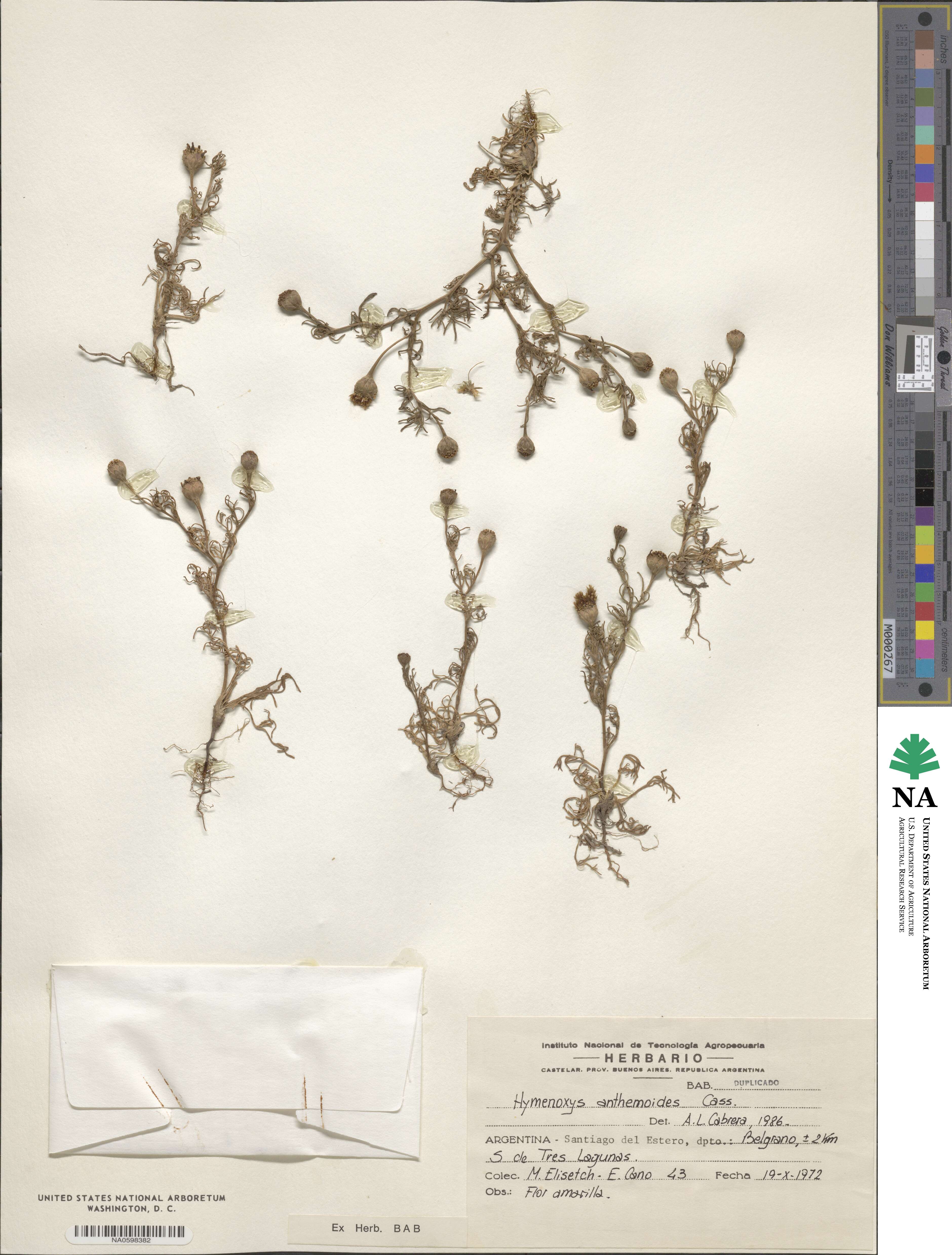 Hymenoxys anthemoides image