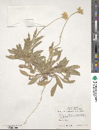 Tetraneuris linearifolia image