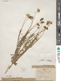 Tetraneuris linearifolia image