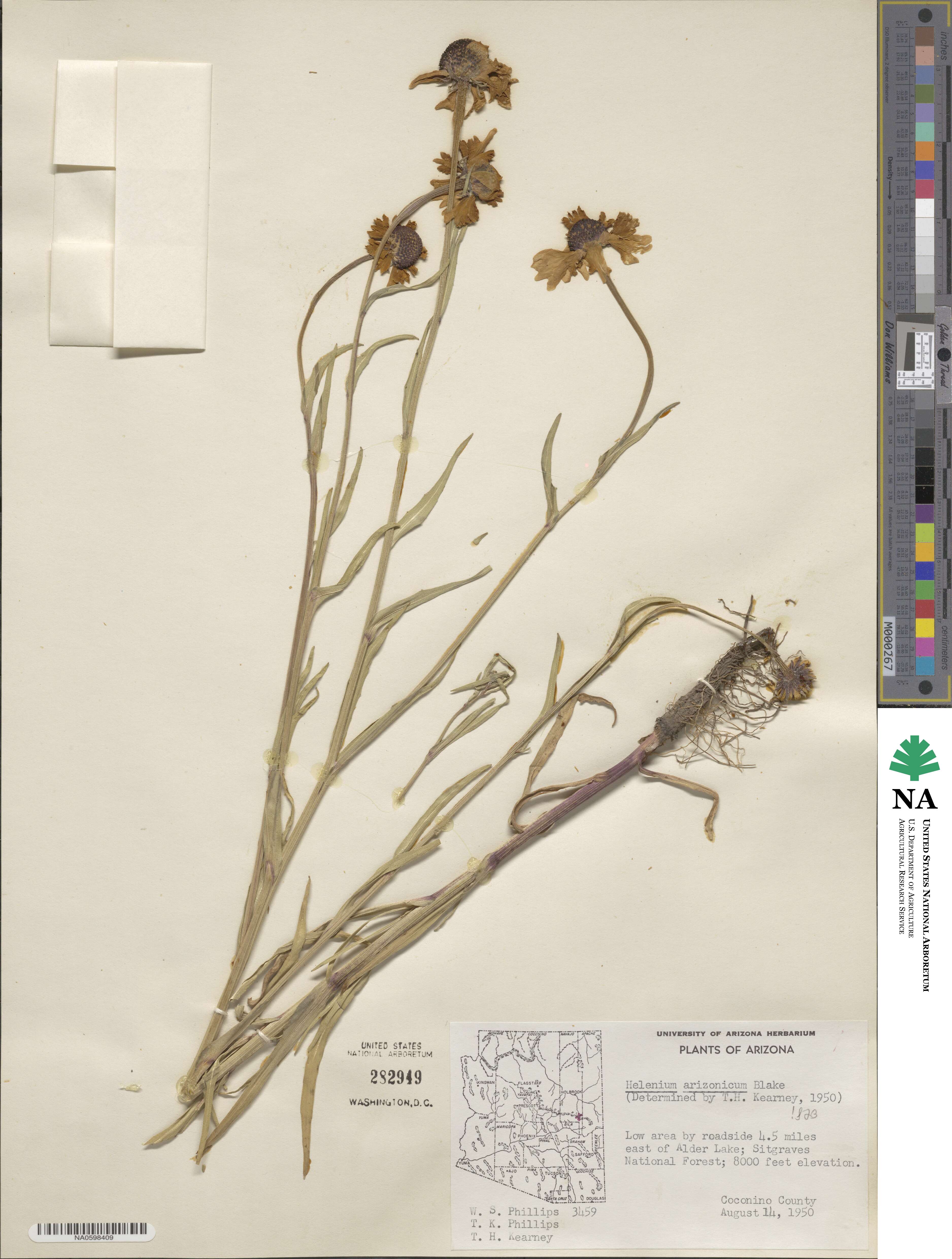 Helenium arizonicum image