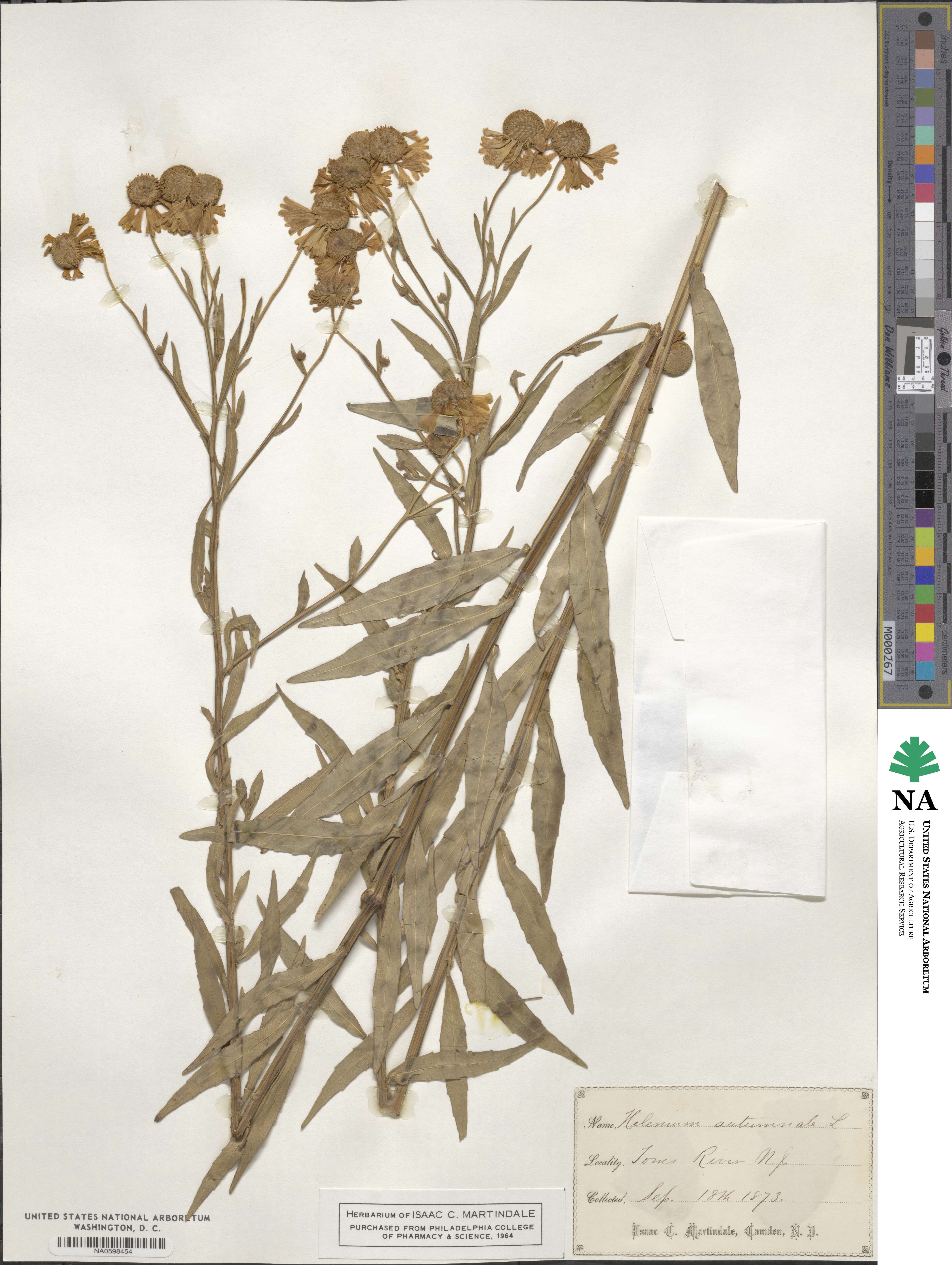 Helenium image