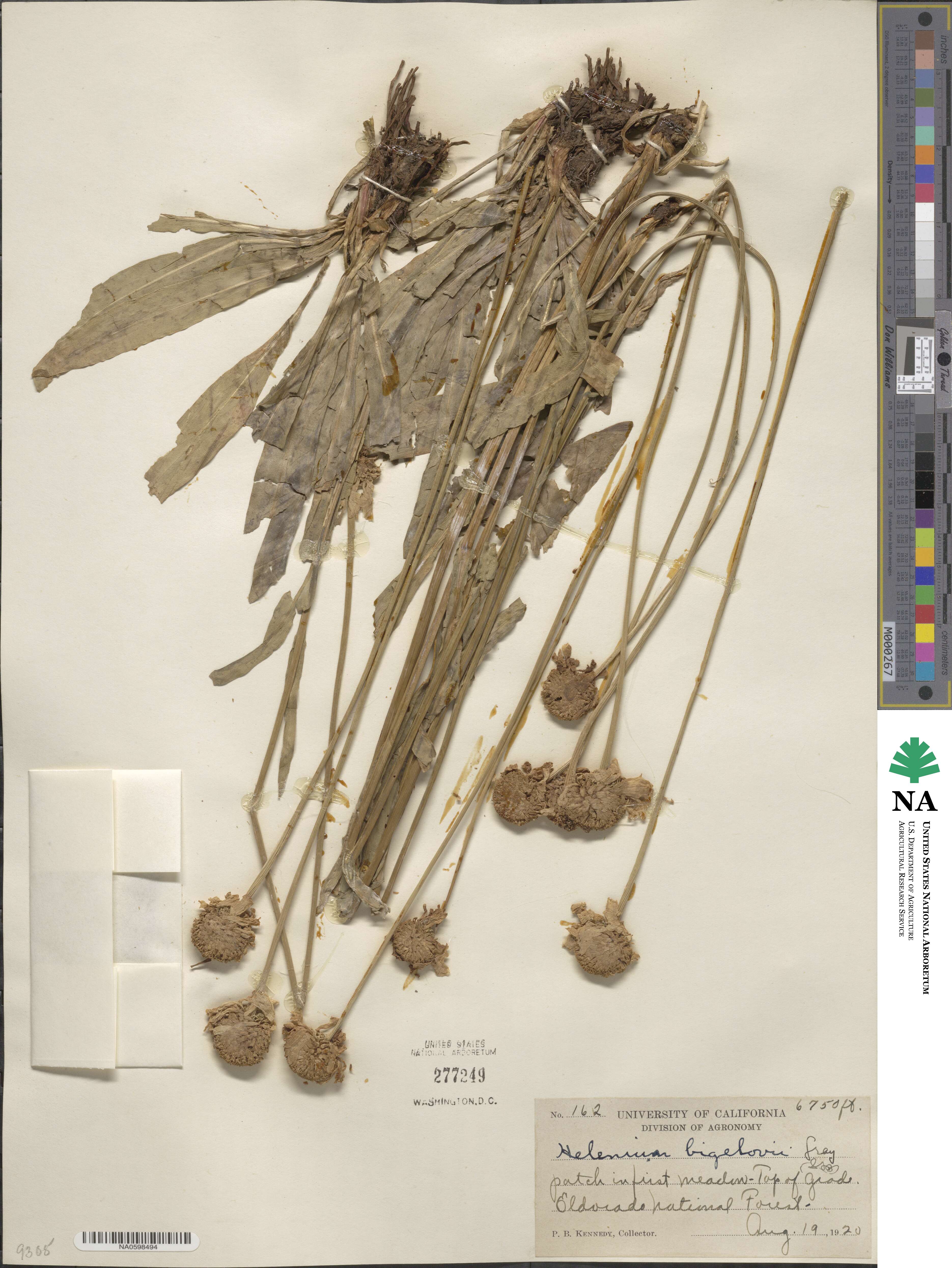 Helenium bigelovii image