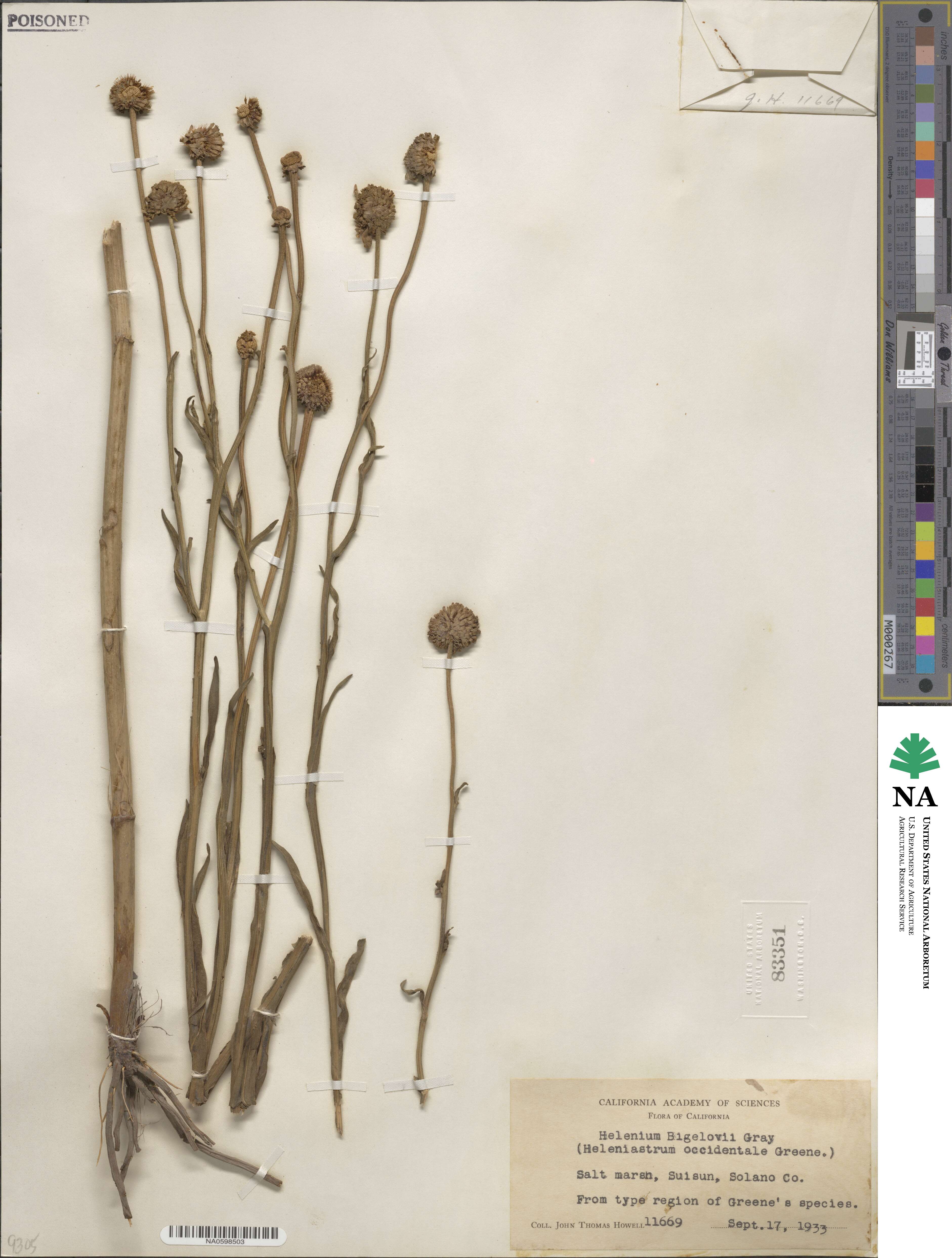 Helenium bigelovii image