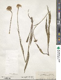 Helenium fimbriatum image
