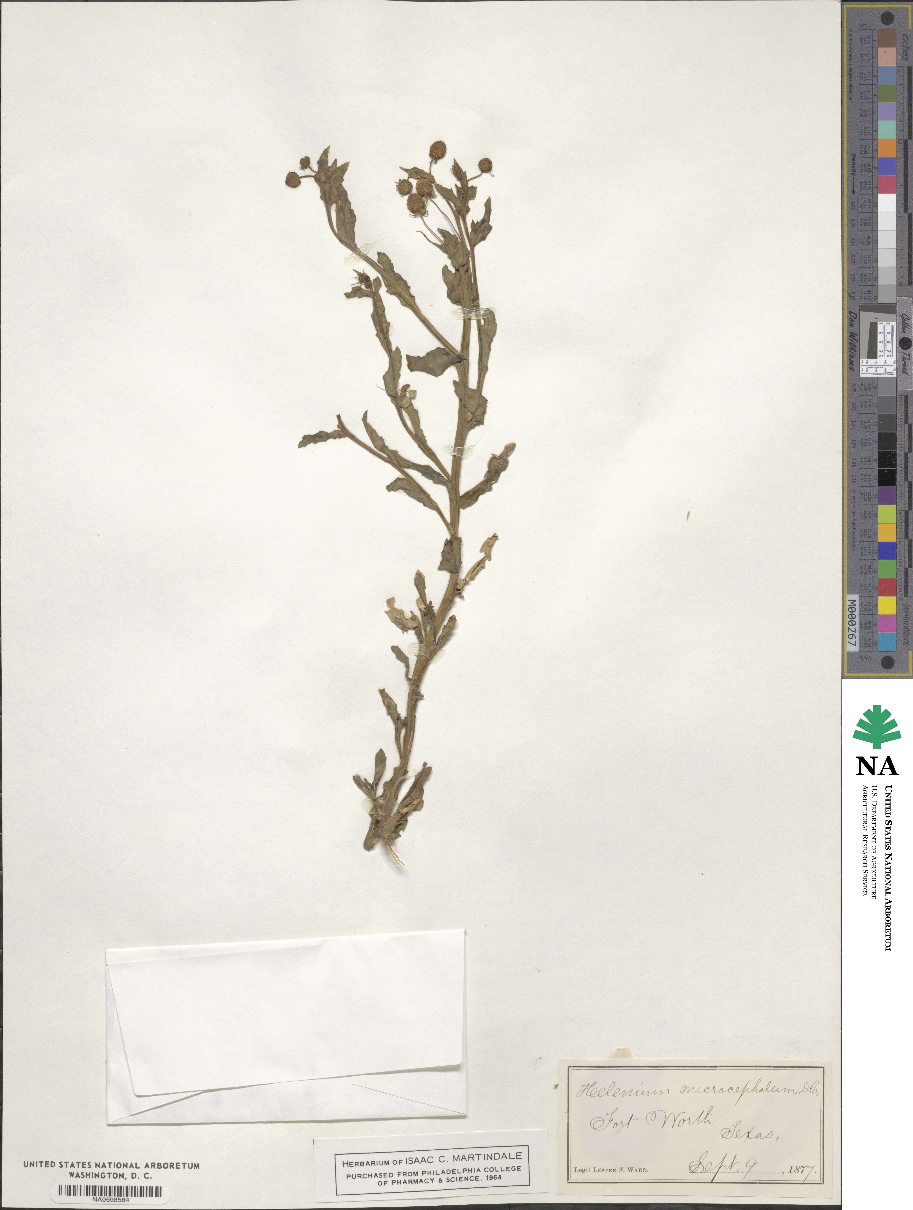 Helenium microcephalum image
