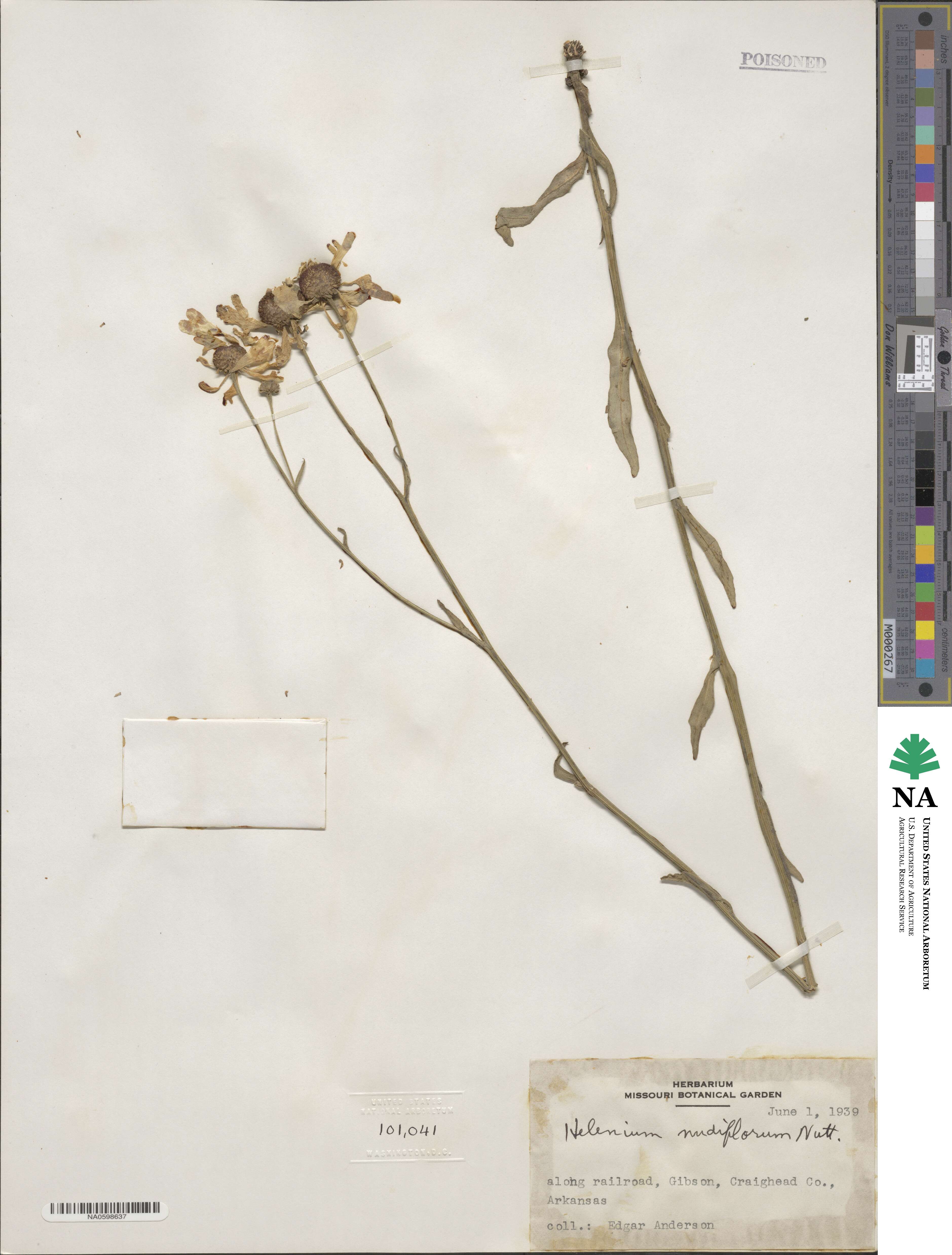 Helenium flexuosum image