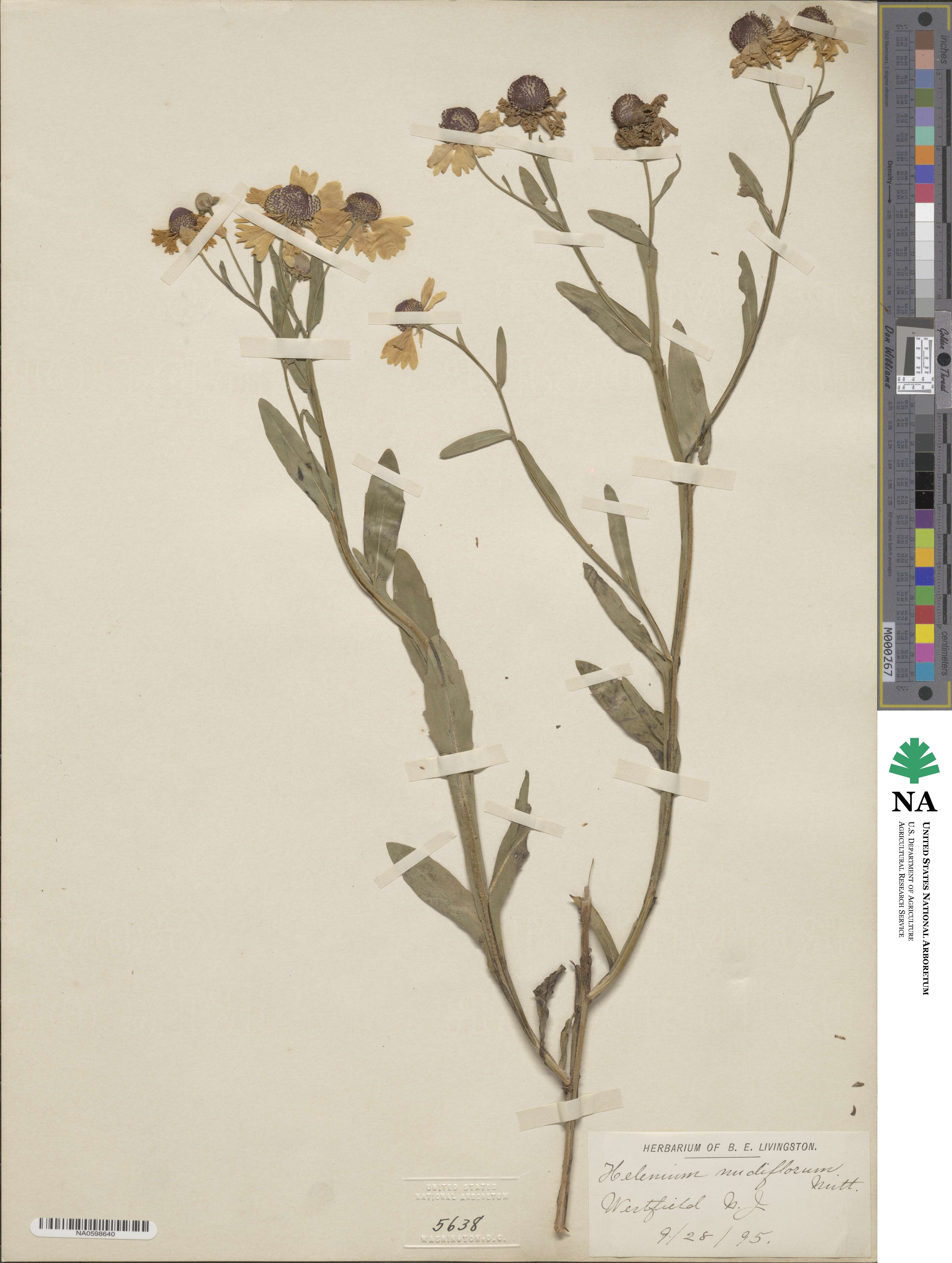 Helenium flexuosum image