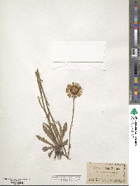 Helenium puberulum image