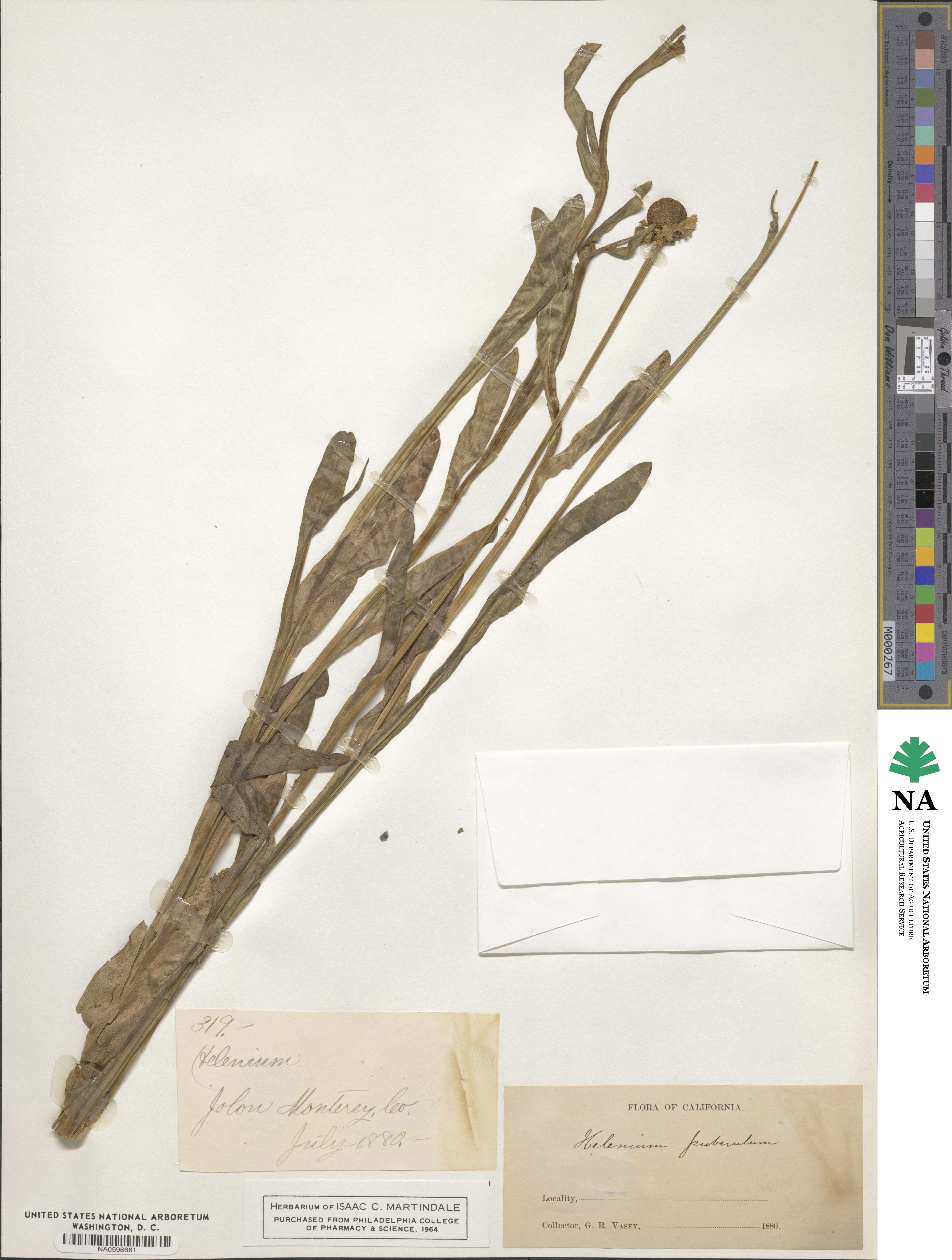 Helenium puberulum image