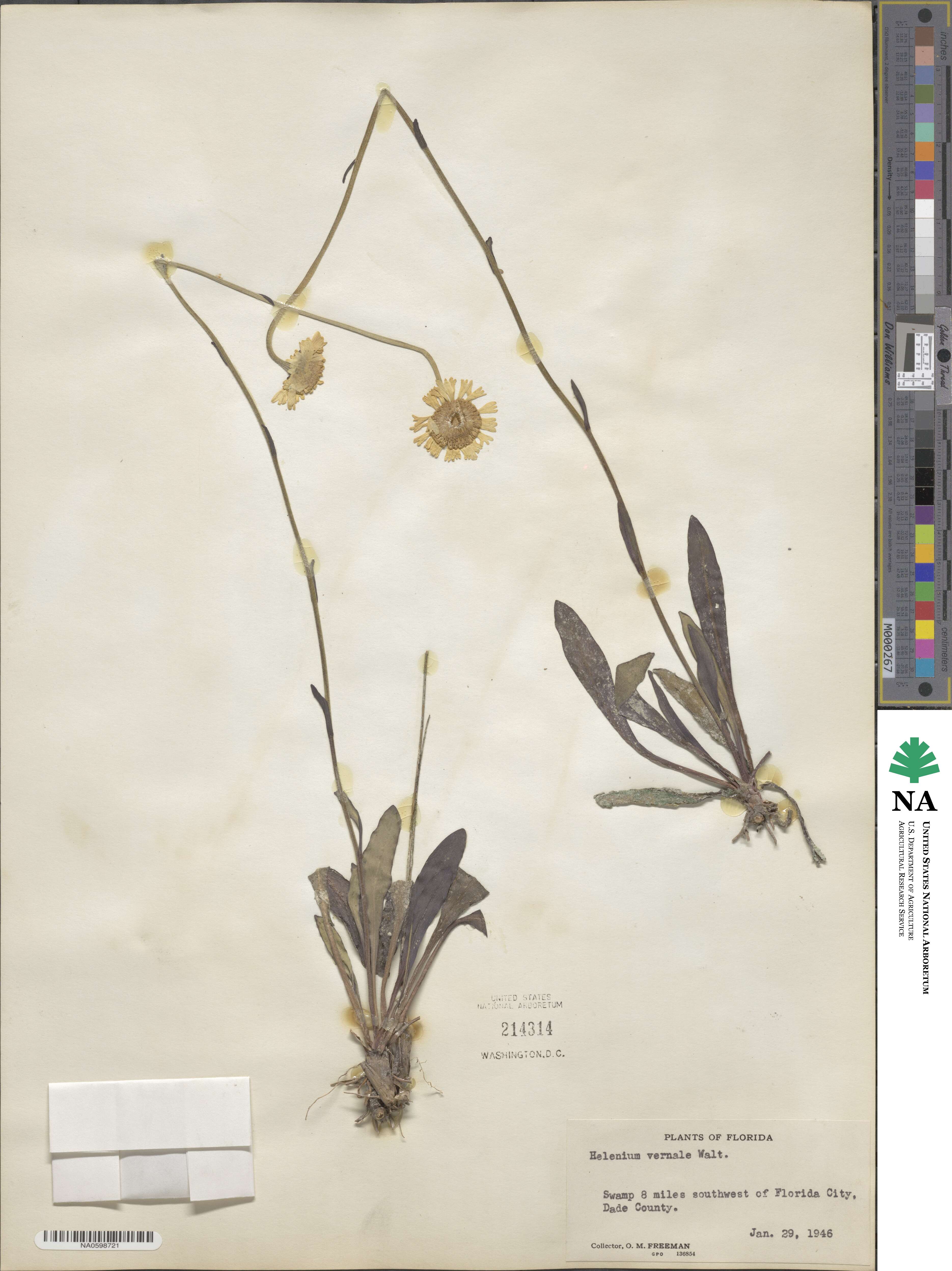 Helenium vernale image