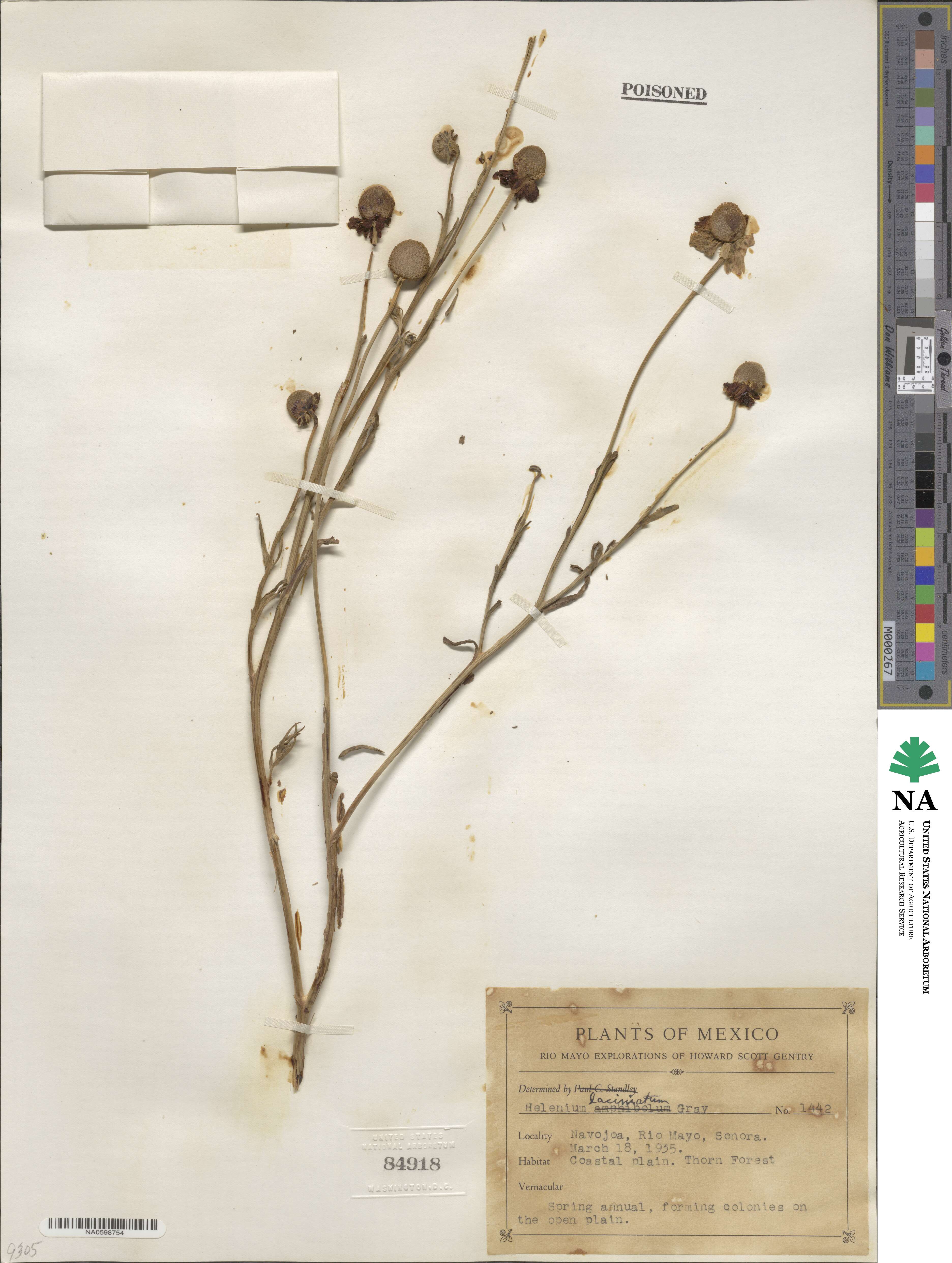 Helenium laciniatum image