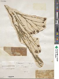 Helenium microcephalum var. ooclinium image