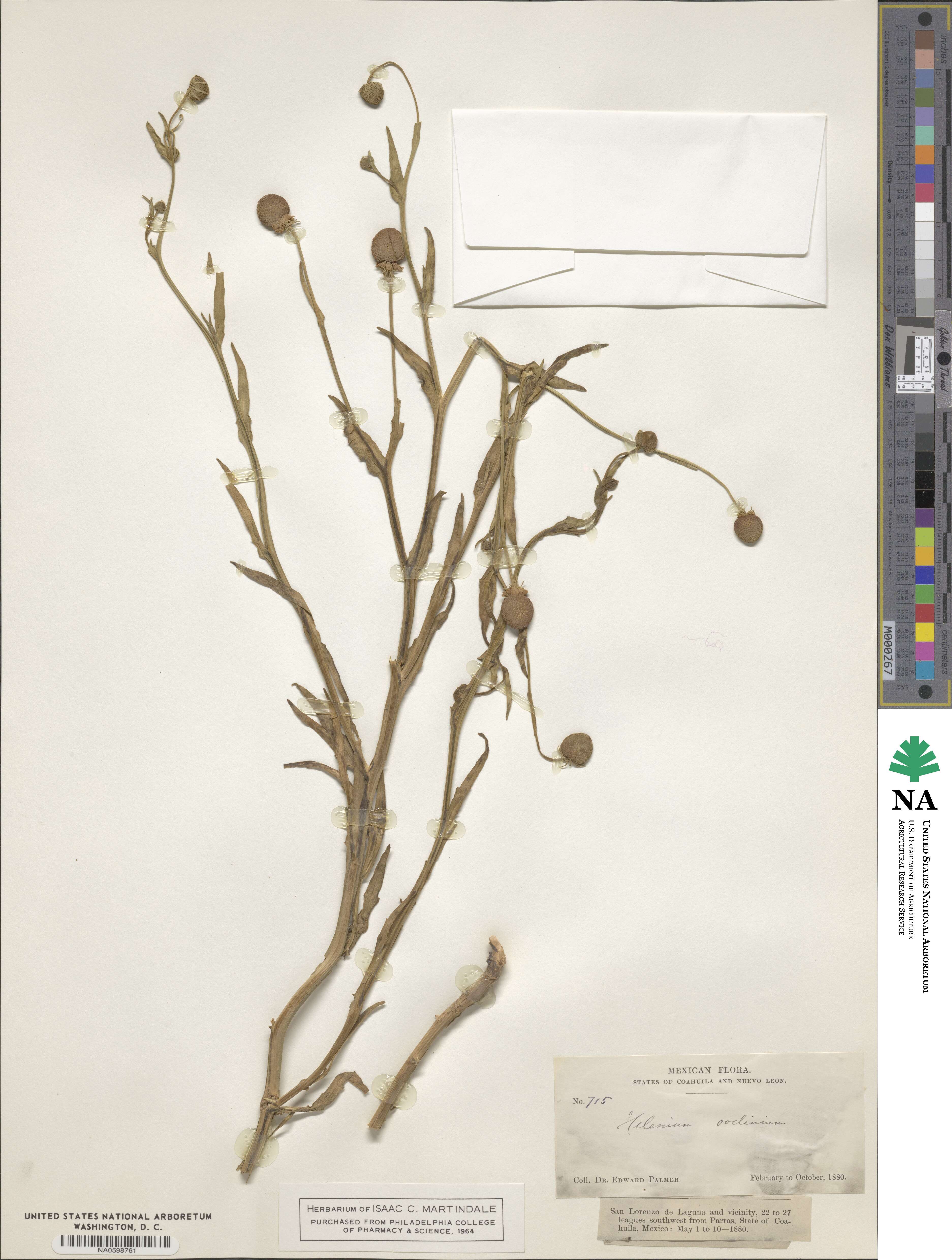Helenium microcephalum var. ooclinium image