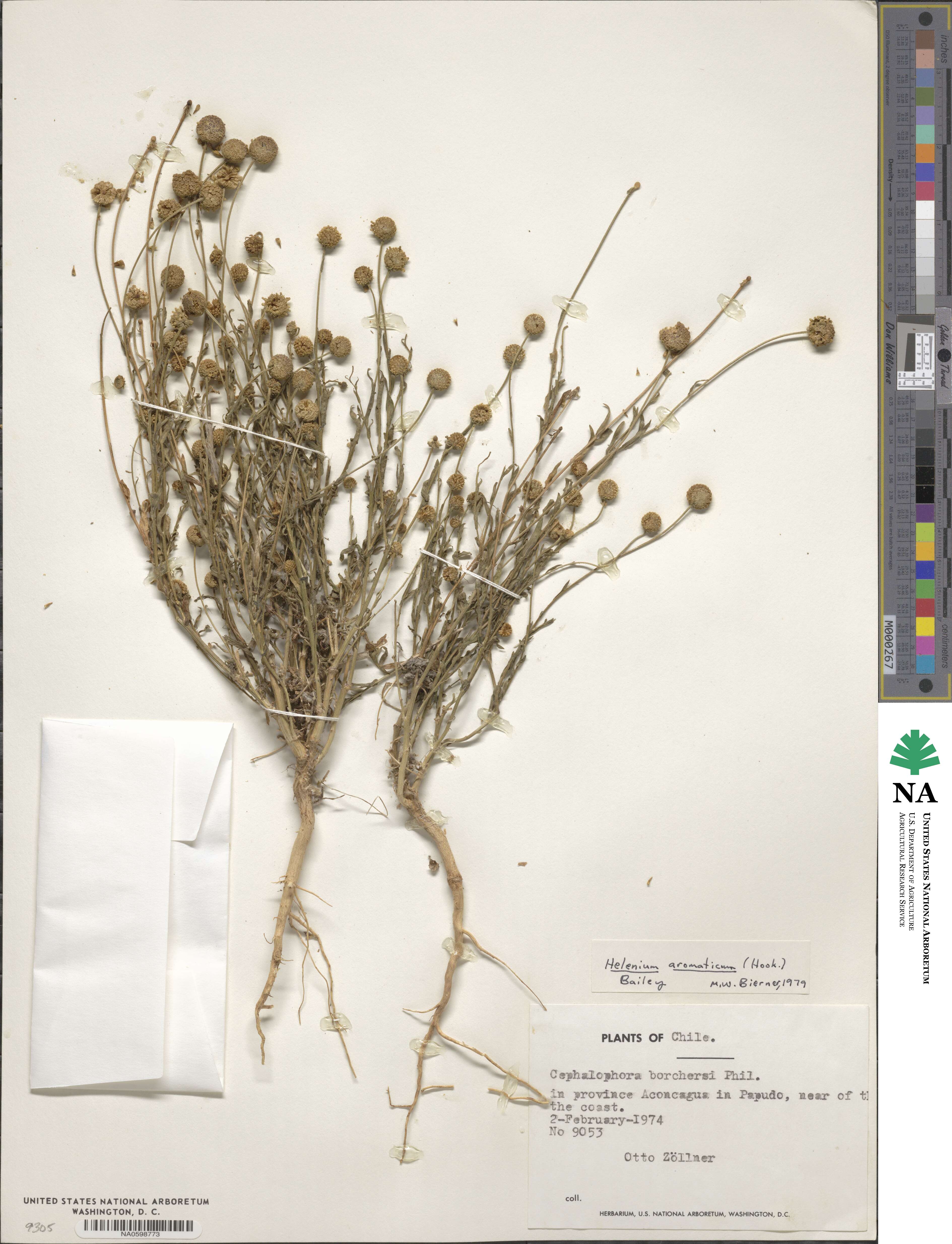 Helenium aromaticum image