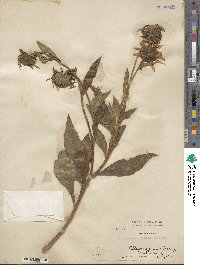 Image Associated With the Occurence