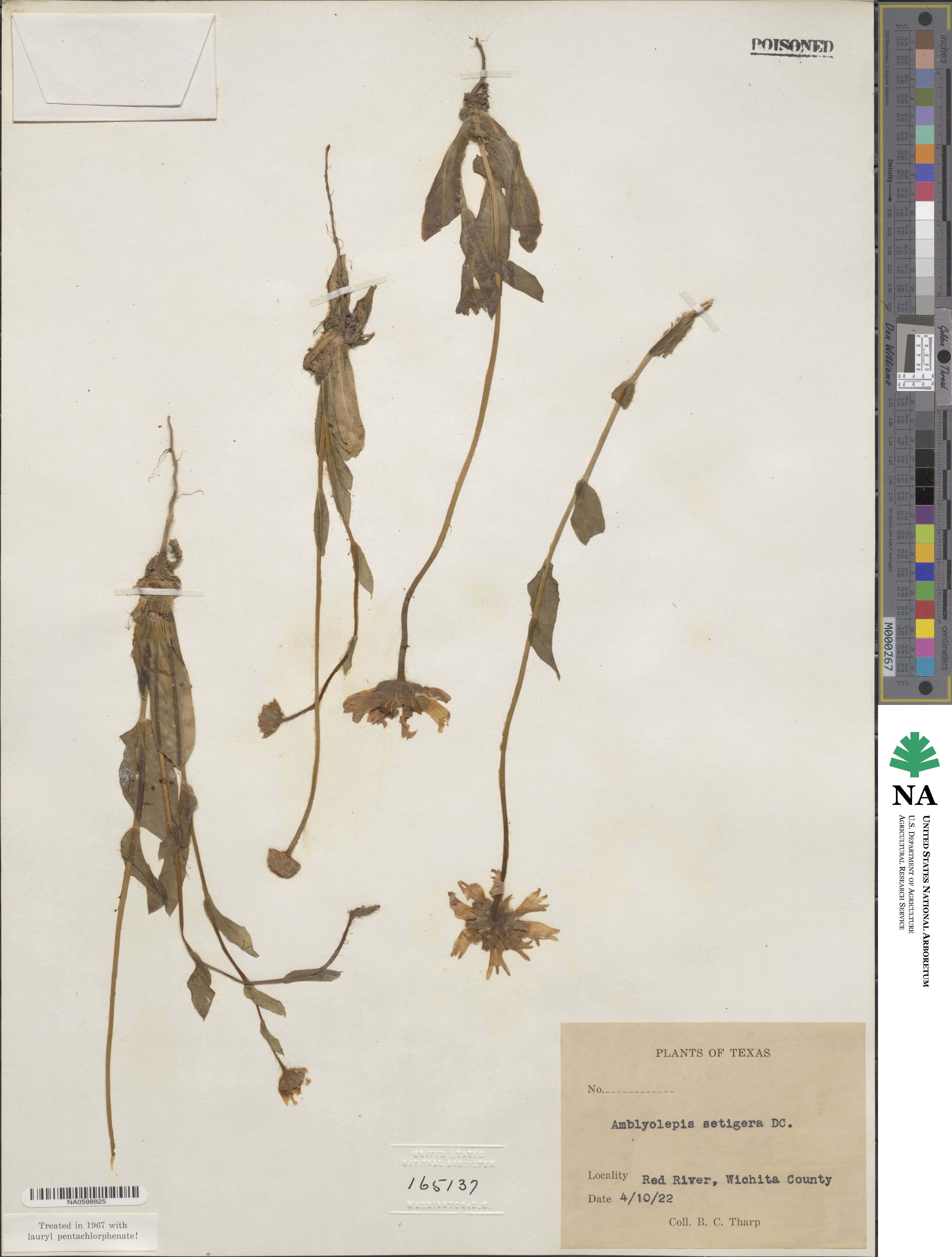 Amblyolepis setigera image