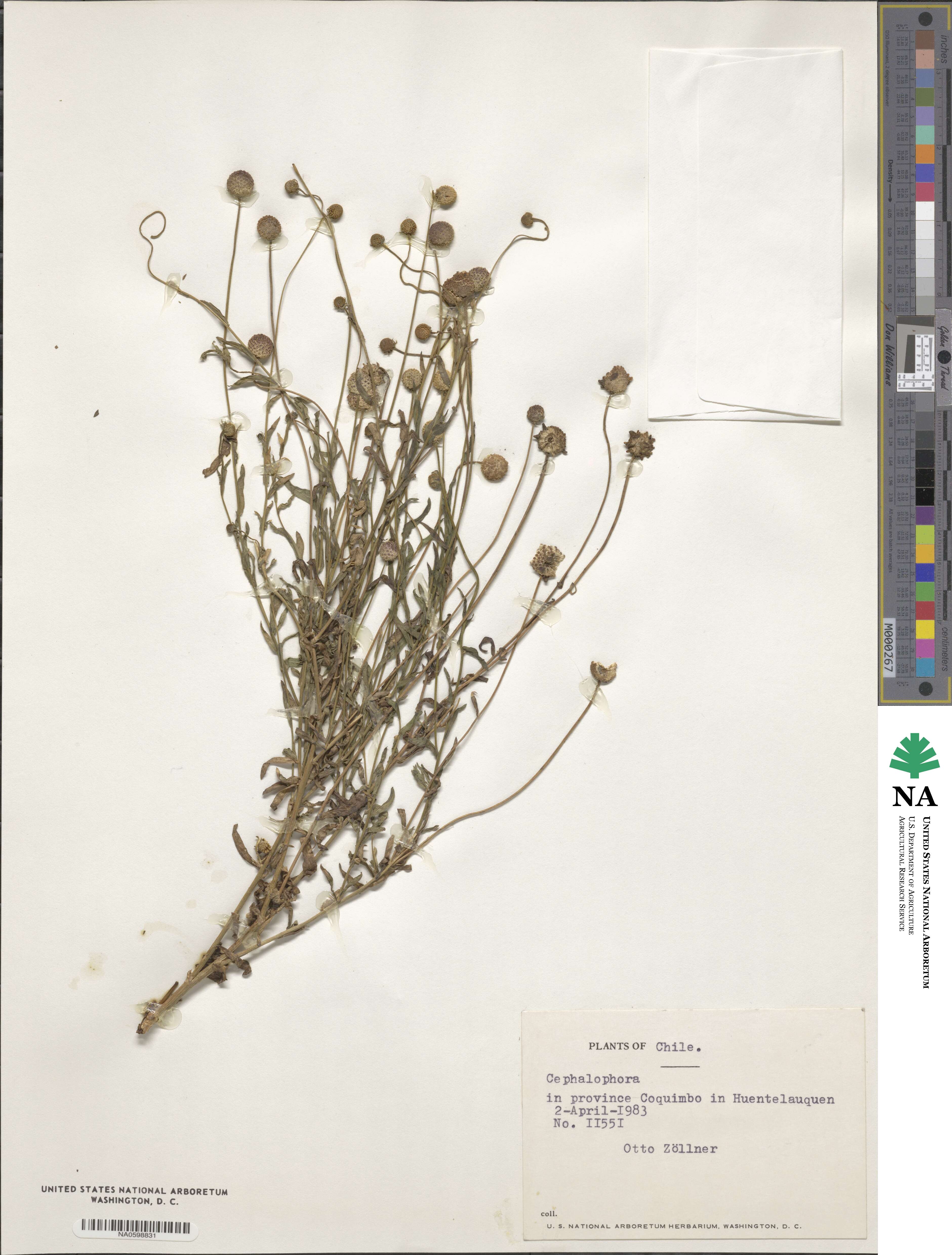Cephalophora image