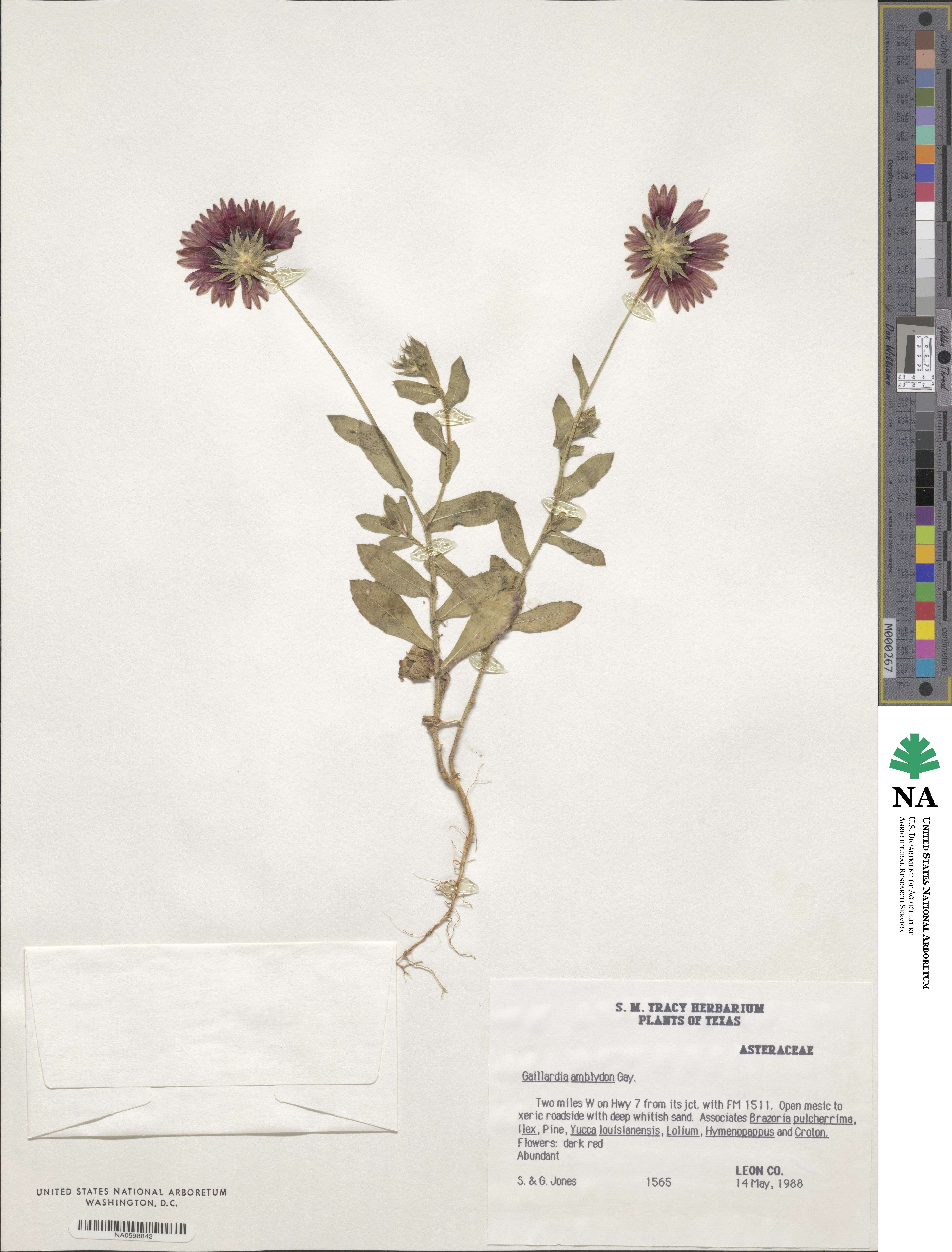 Gaillardia amblyodon image