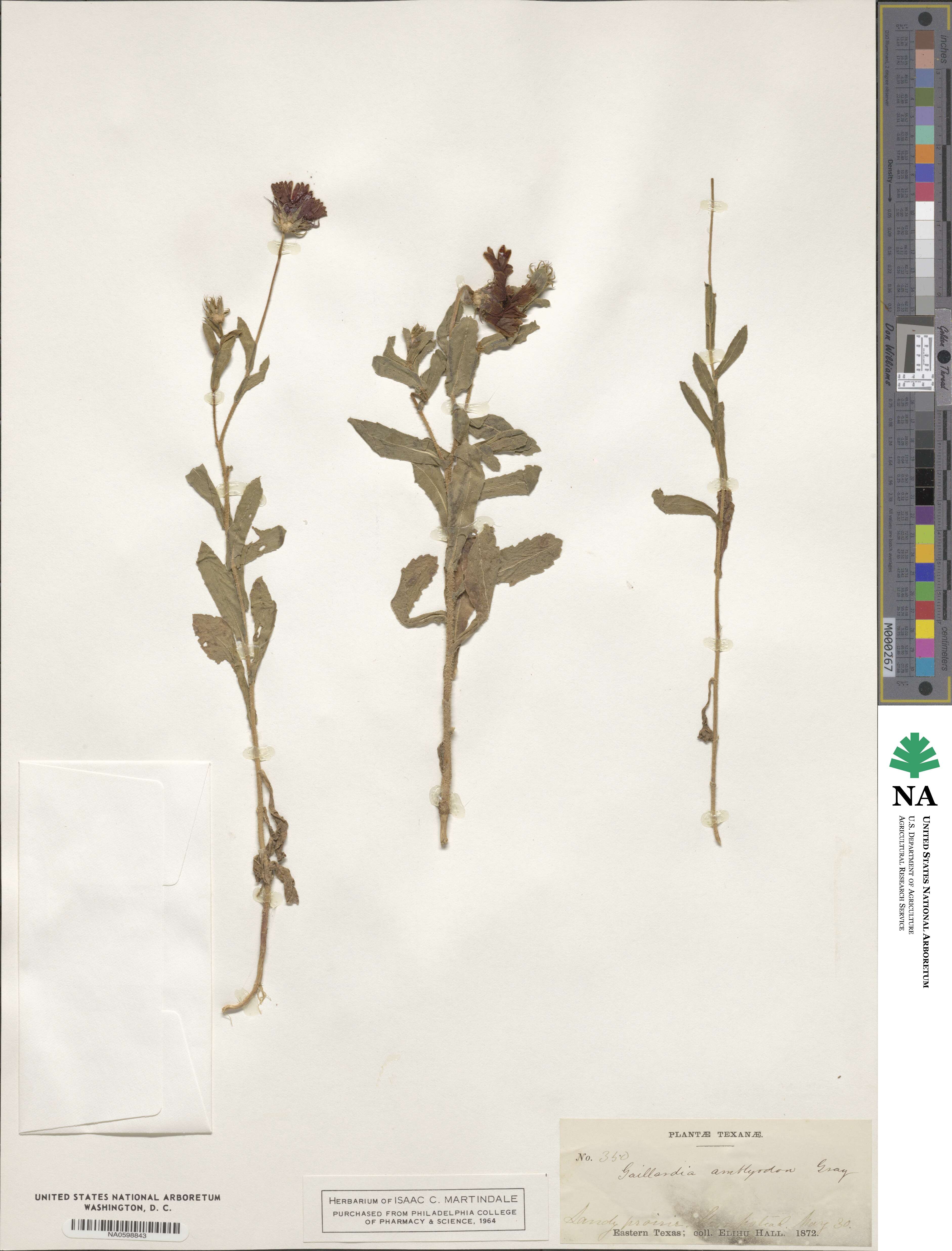 Gaillardia amblyodon image