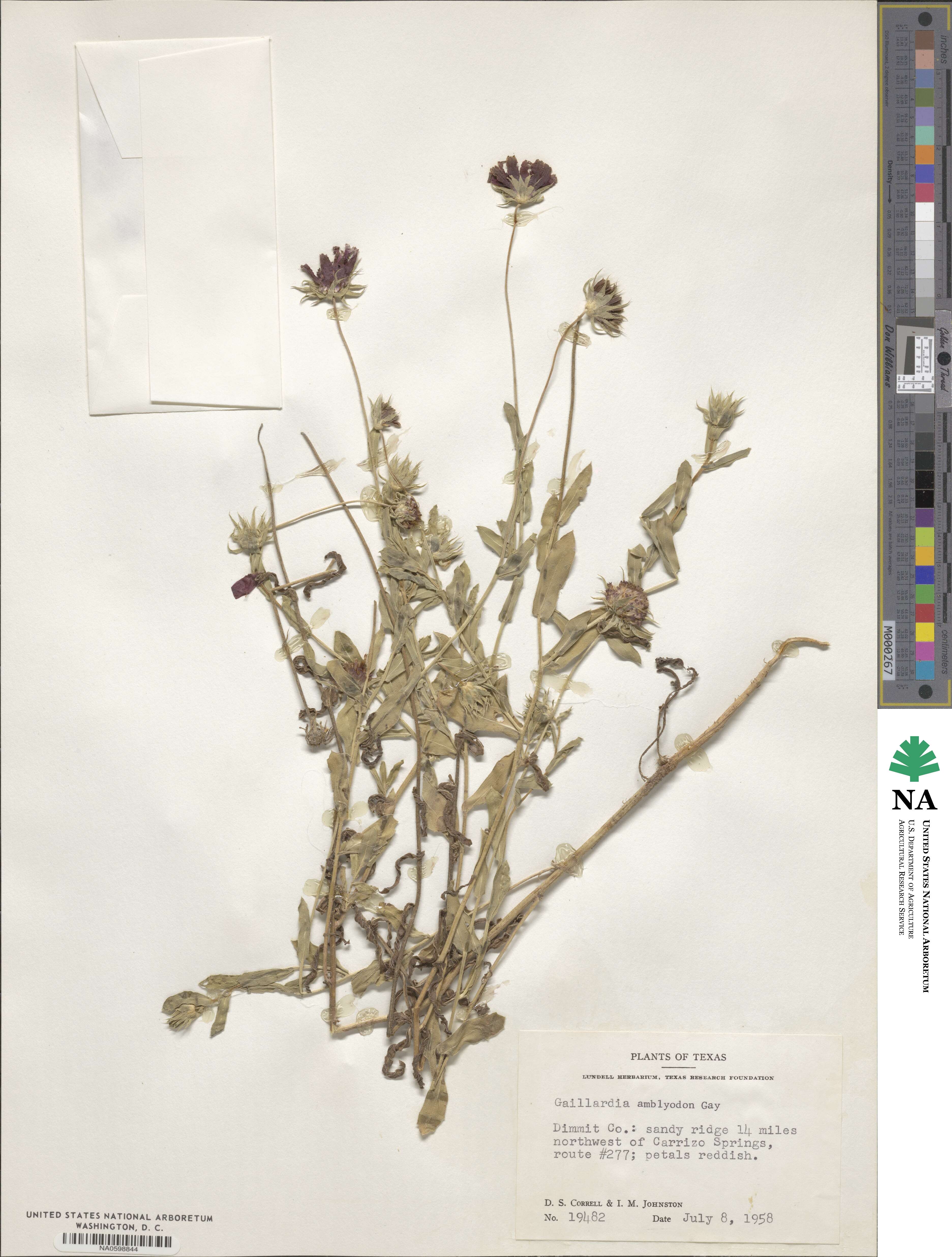 Gaillardia amblyodon image