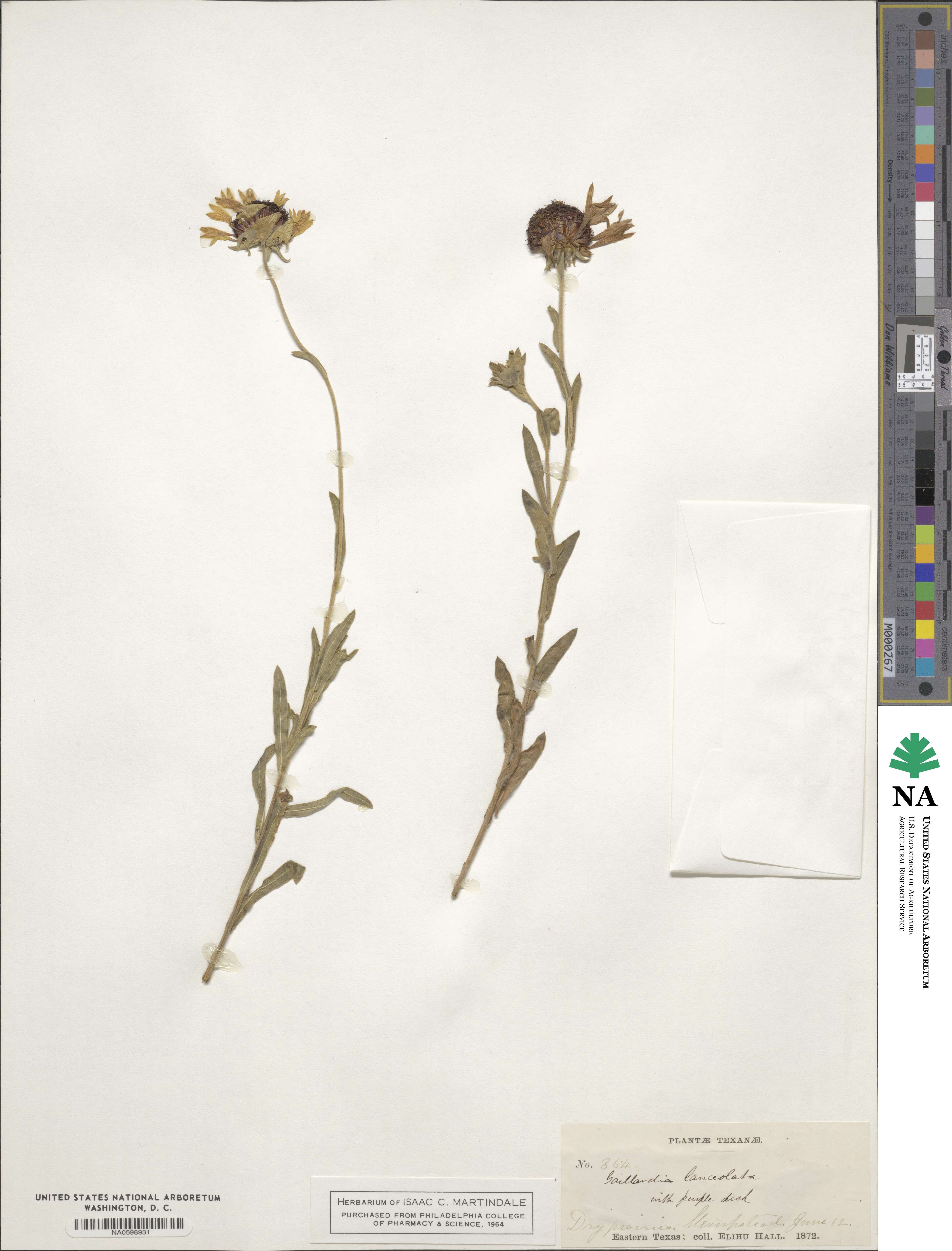Gaillardia aestivalis image