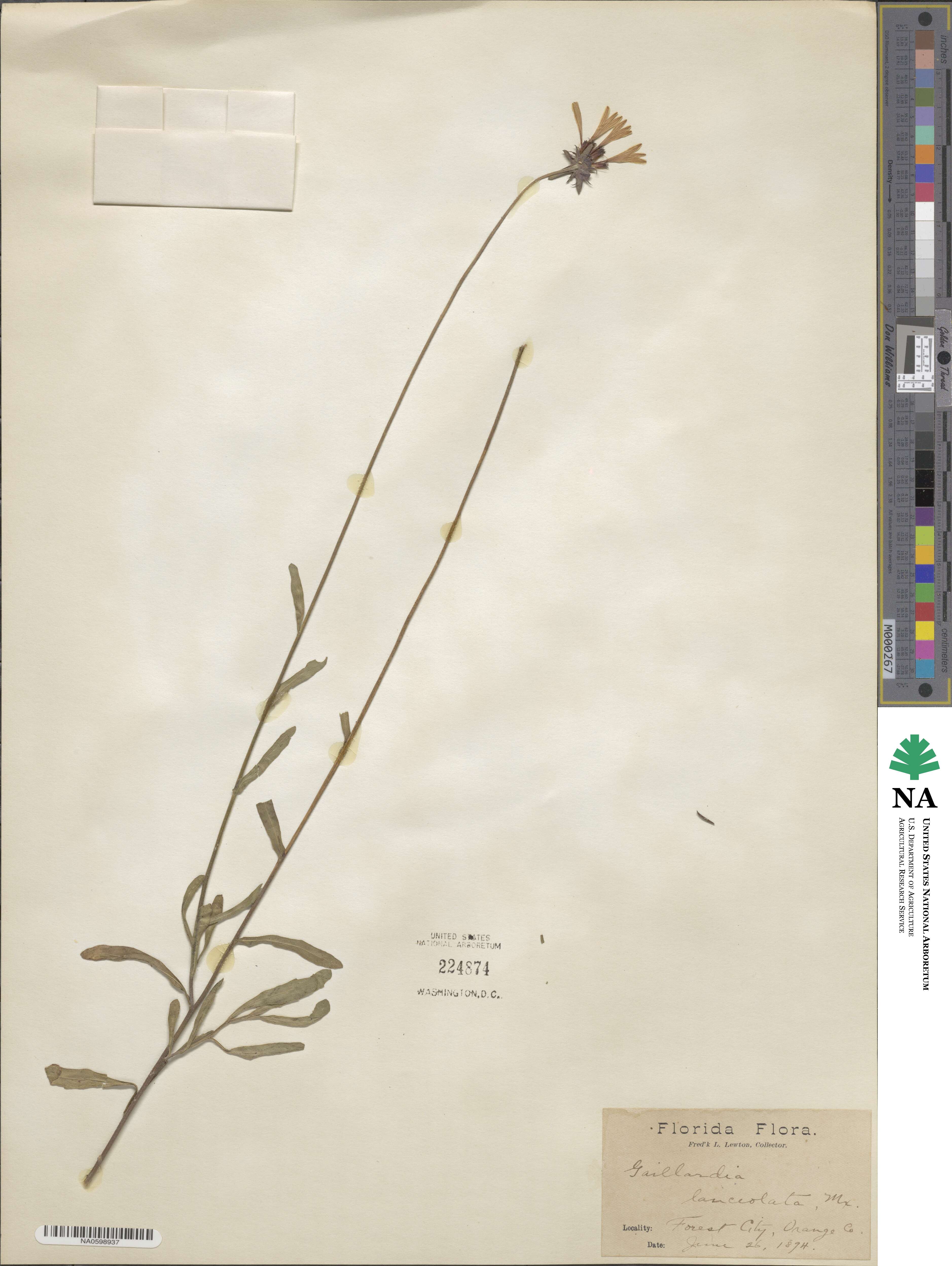 Gaillardia aestivalis image