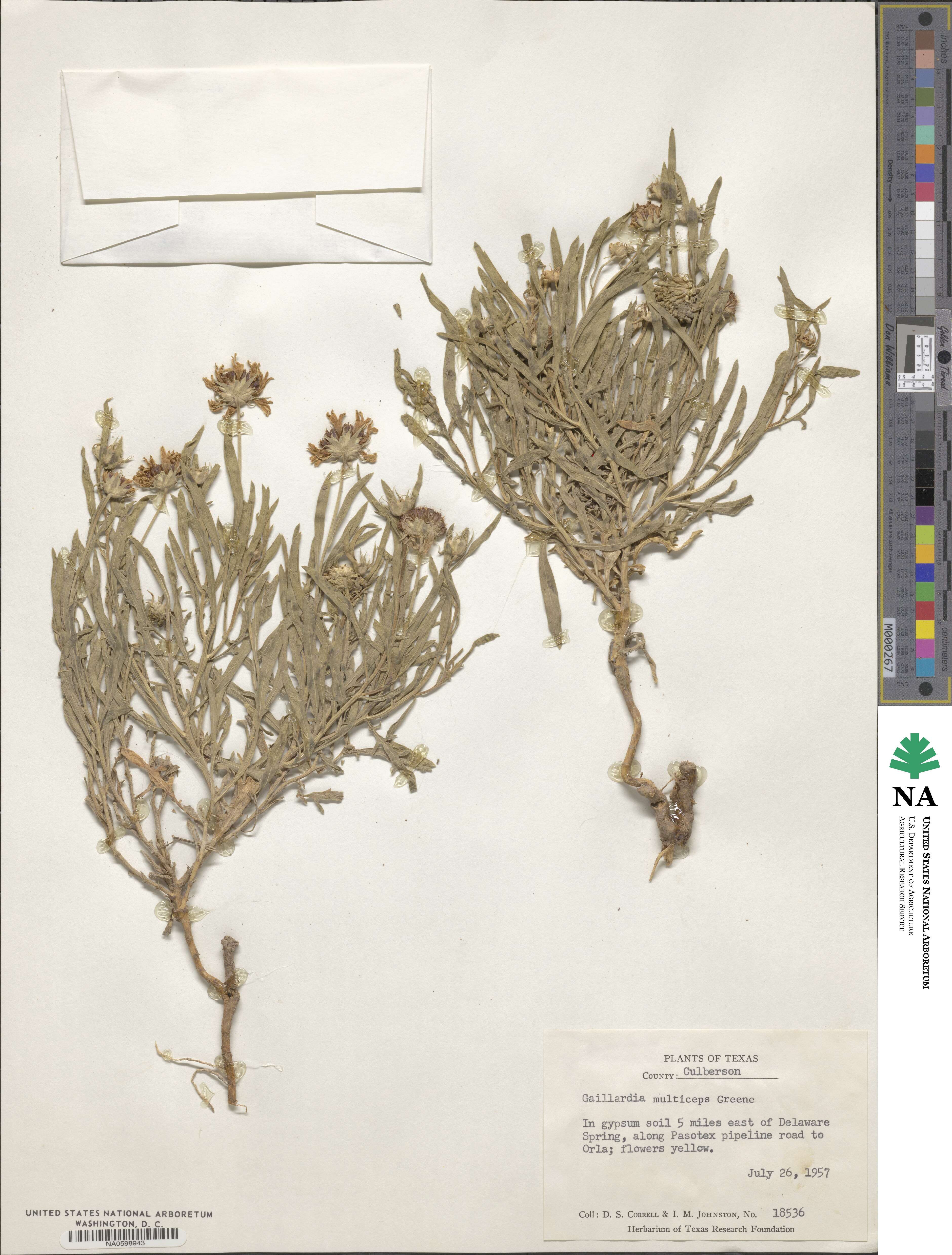 Gaillardia multiceps image
