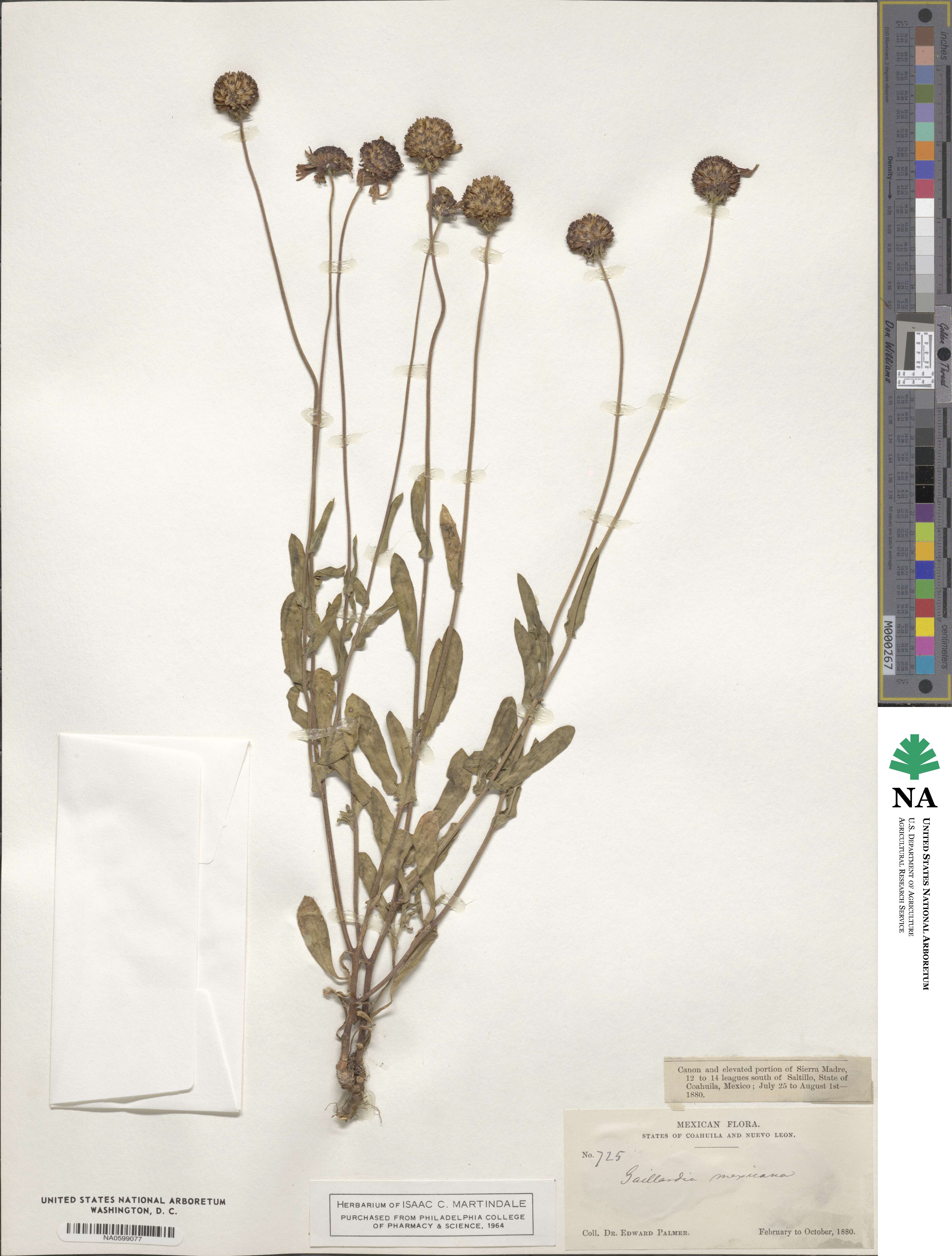 Gaillardia mexicana image