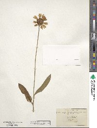 Gaillardia pulchella image