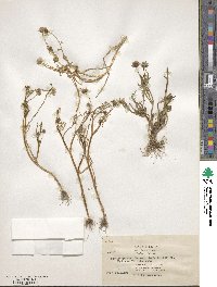 Image of Blennosperma bakeri