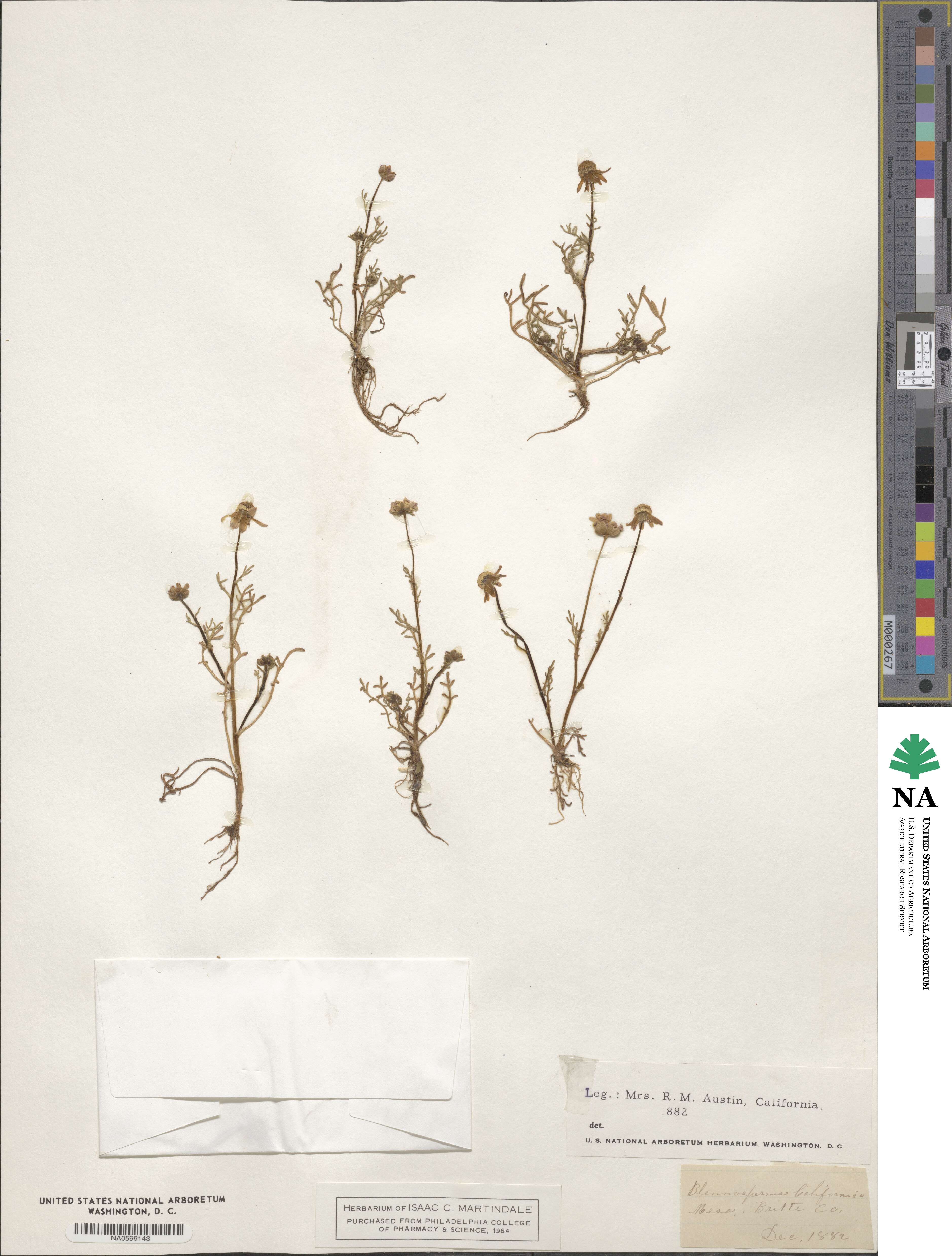 Blennosperma nanum image