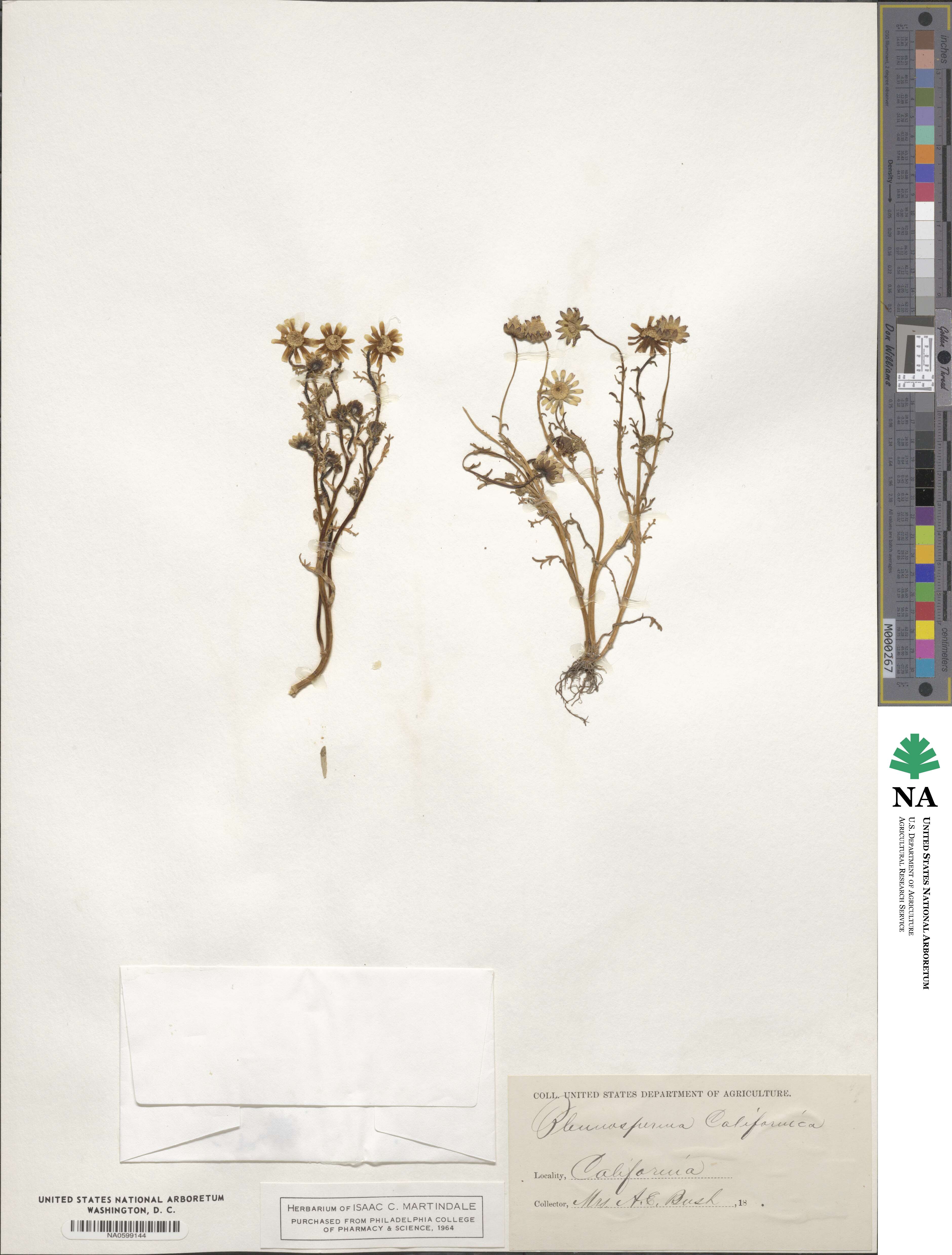 Blennosperma image